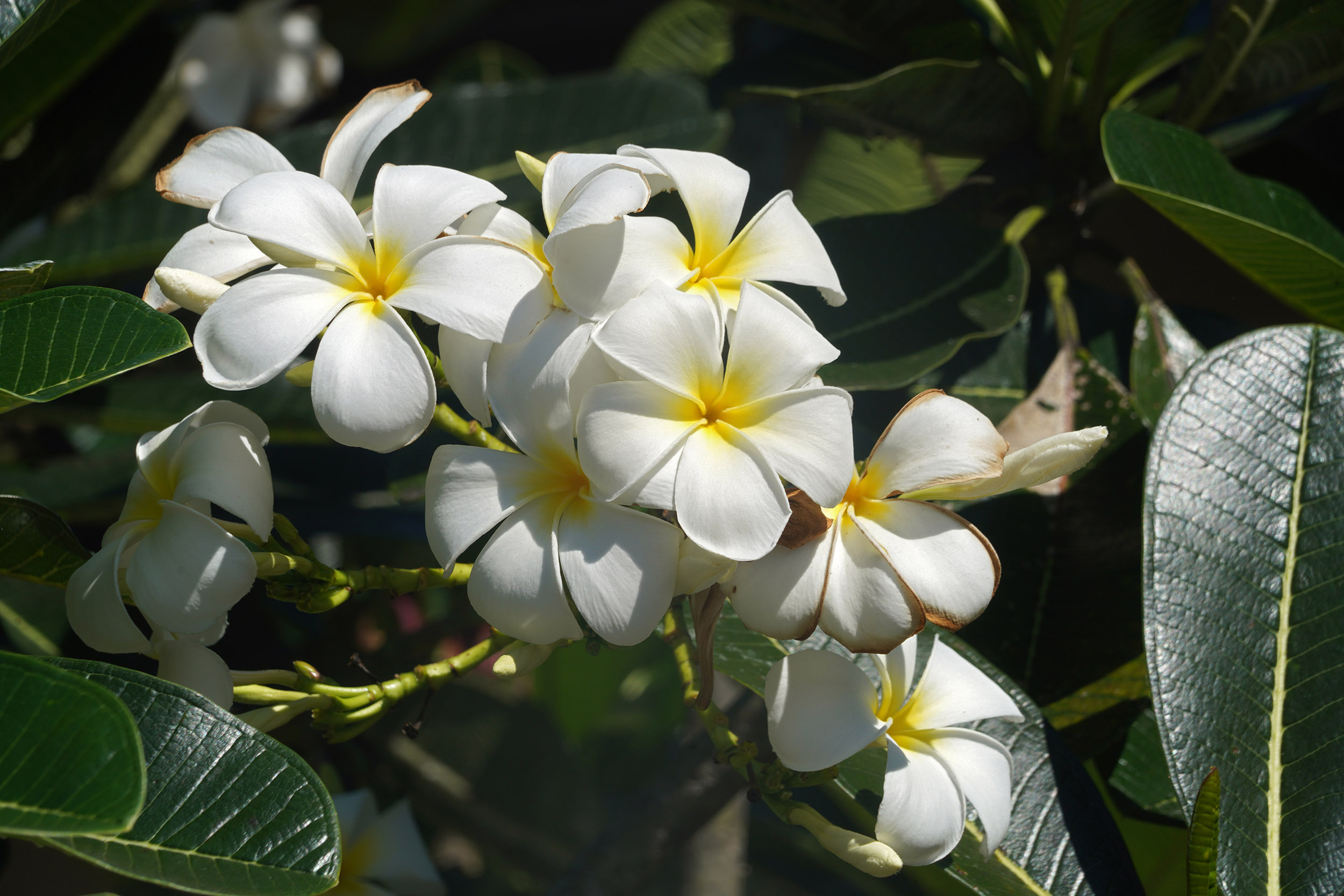Frangipanier du Club Med aux Seychelles