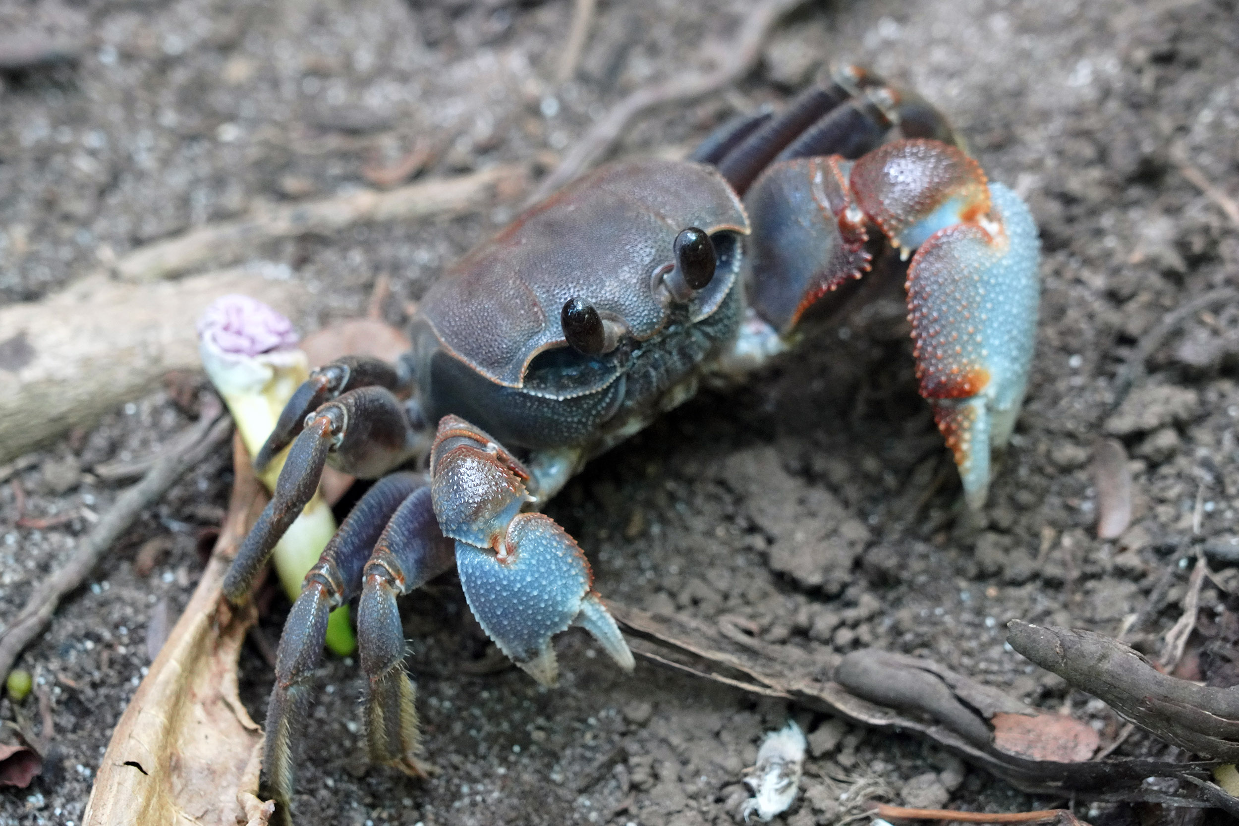 Club Med des Seychelles sur l'ile Saint Anne