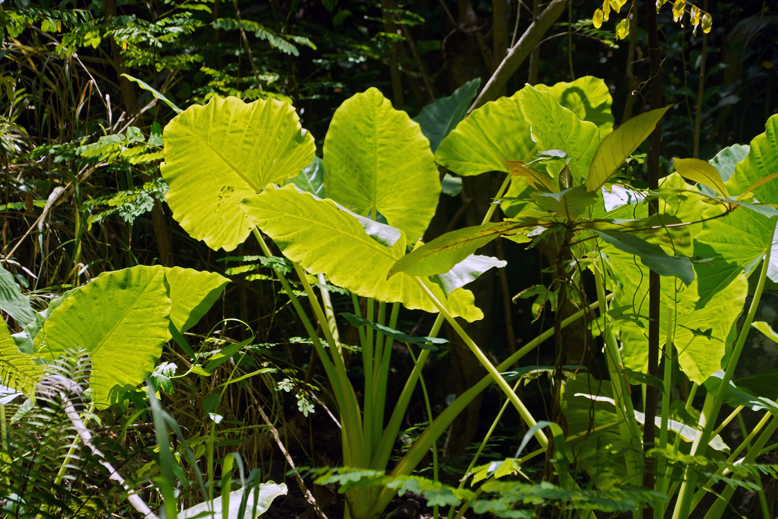 Club Med des Seychelles sur l'ile Saint Anne