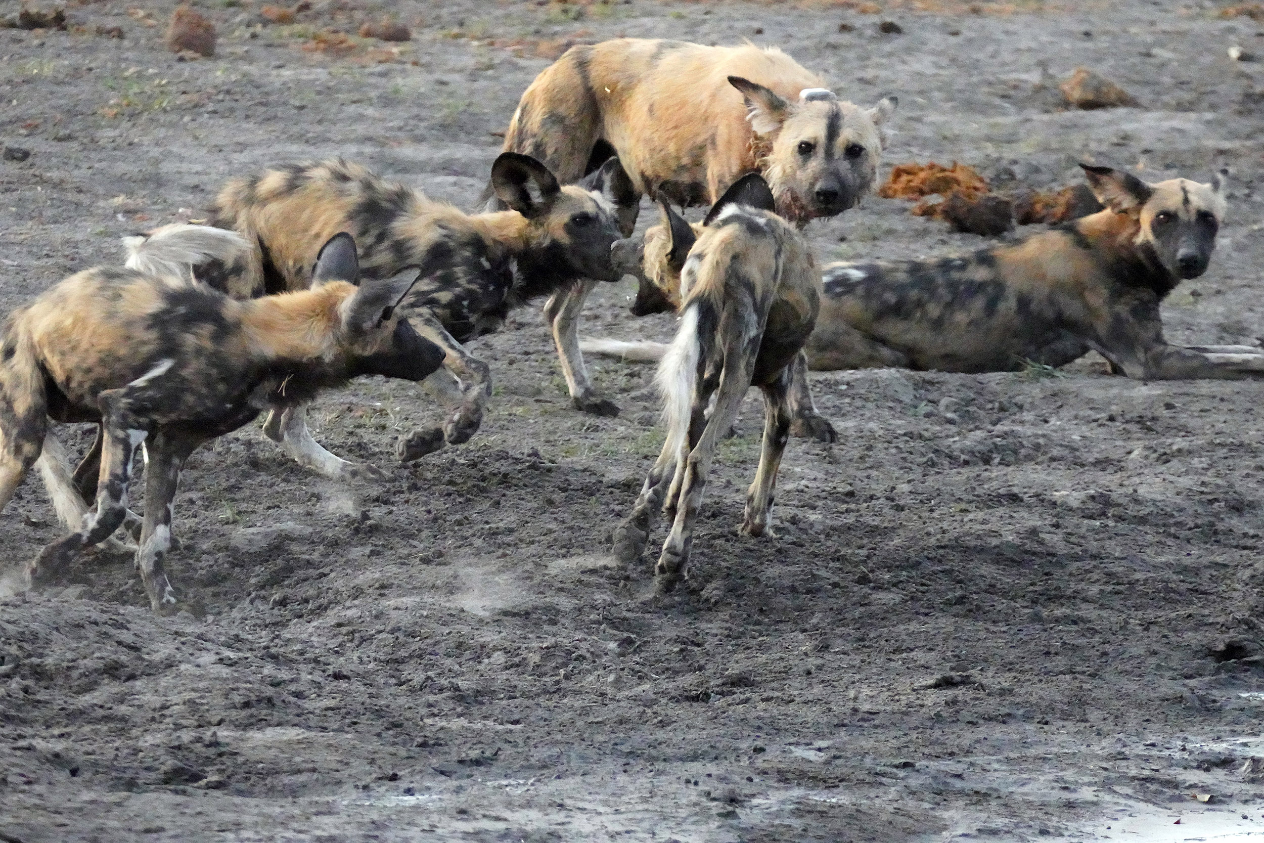 Moremi game reserve - Botswana