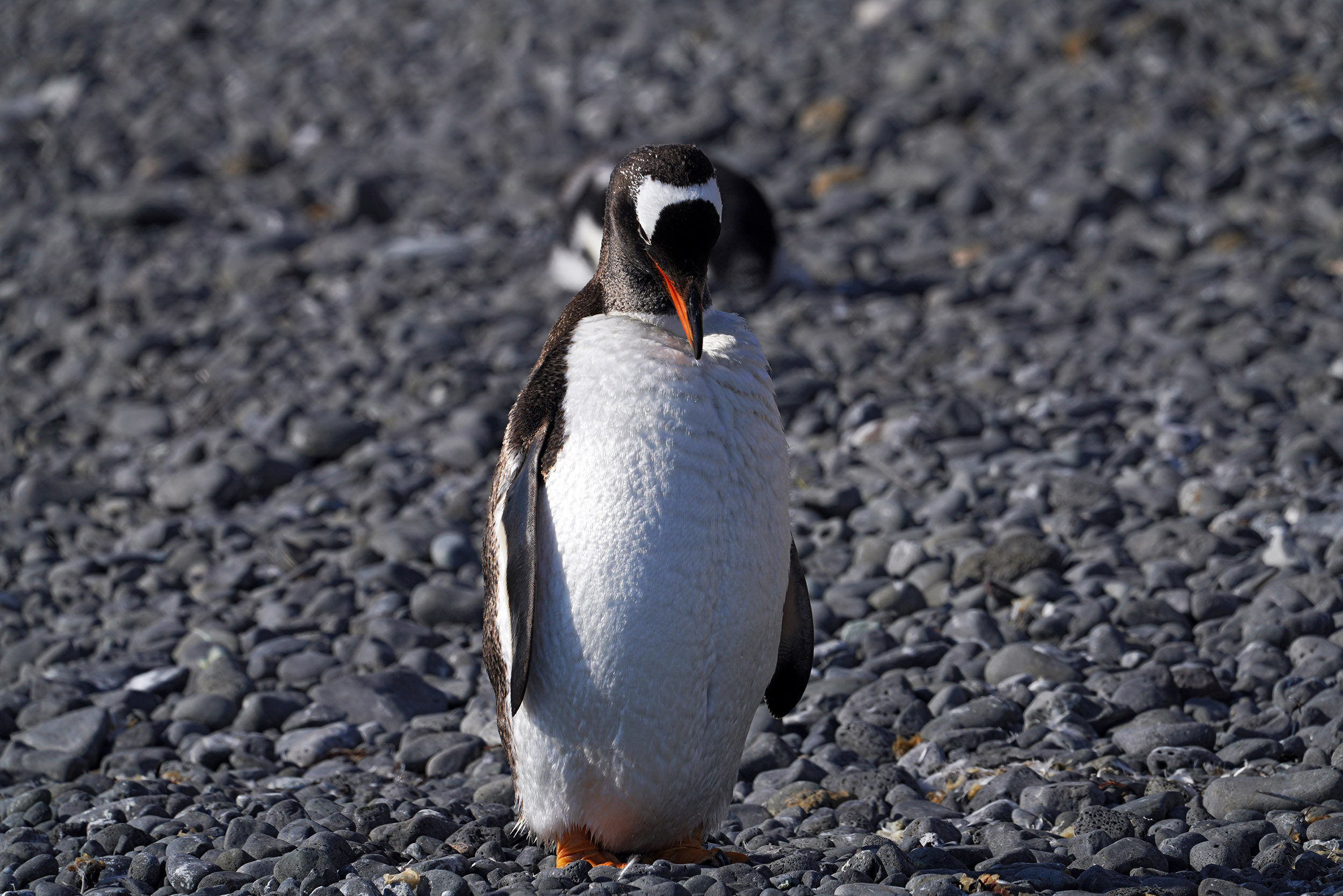 Manchot Papou (Pygoscelis papua)