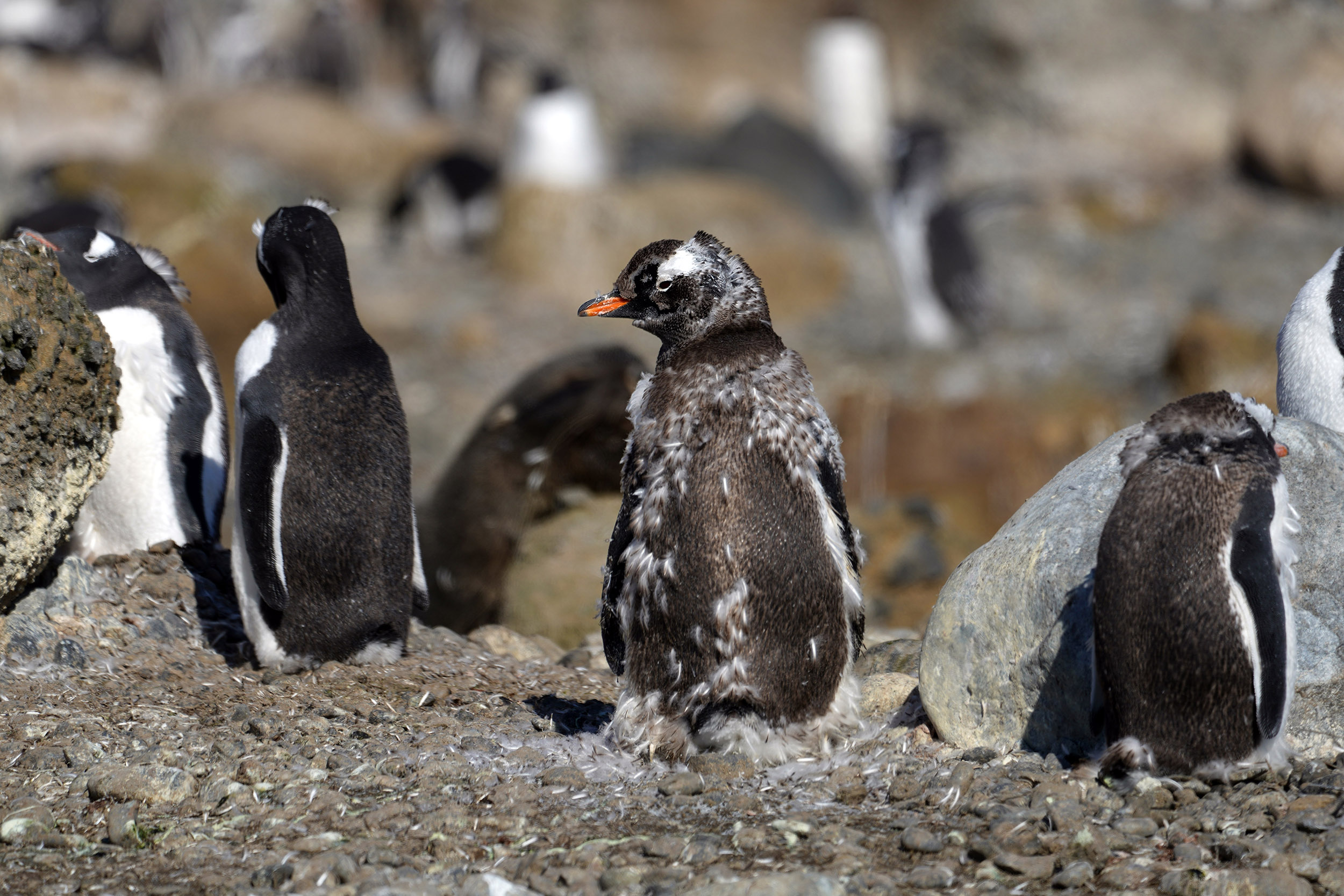 Manchot Papou en train de muer