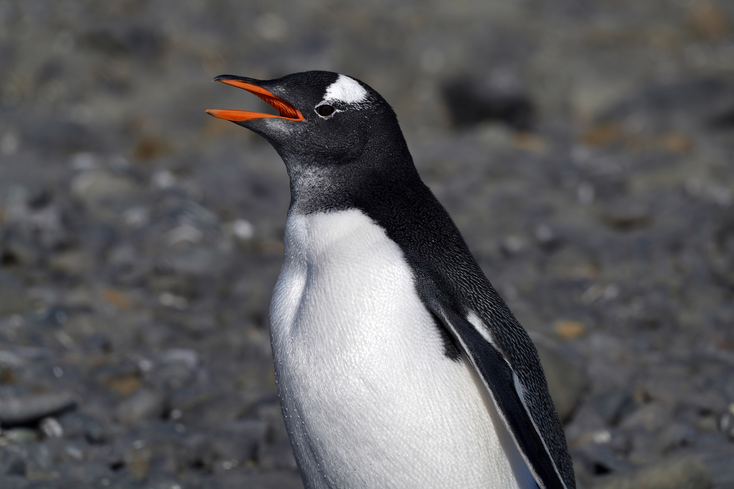 Manchot Papou (Pygoscelis papua)