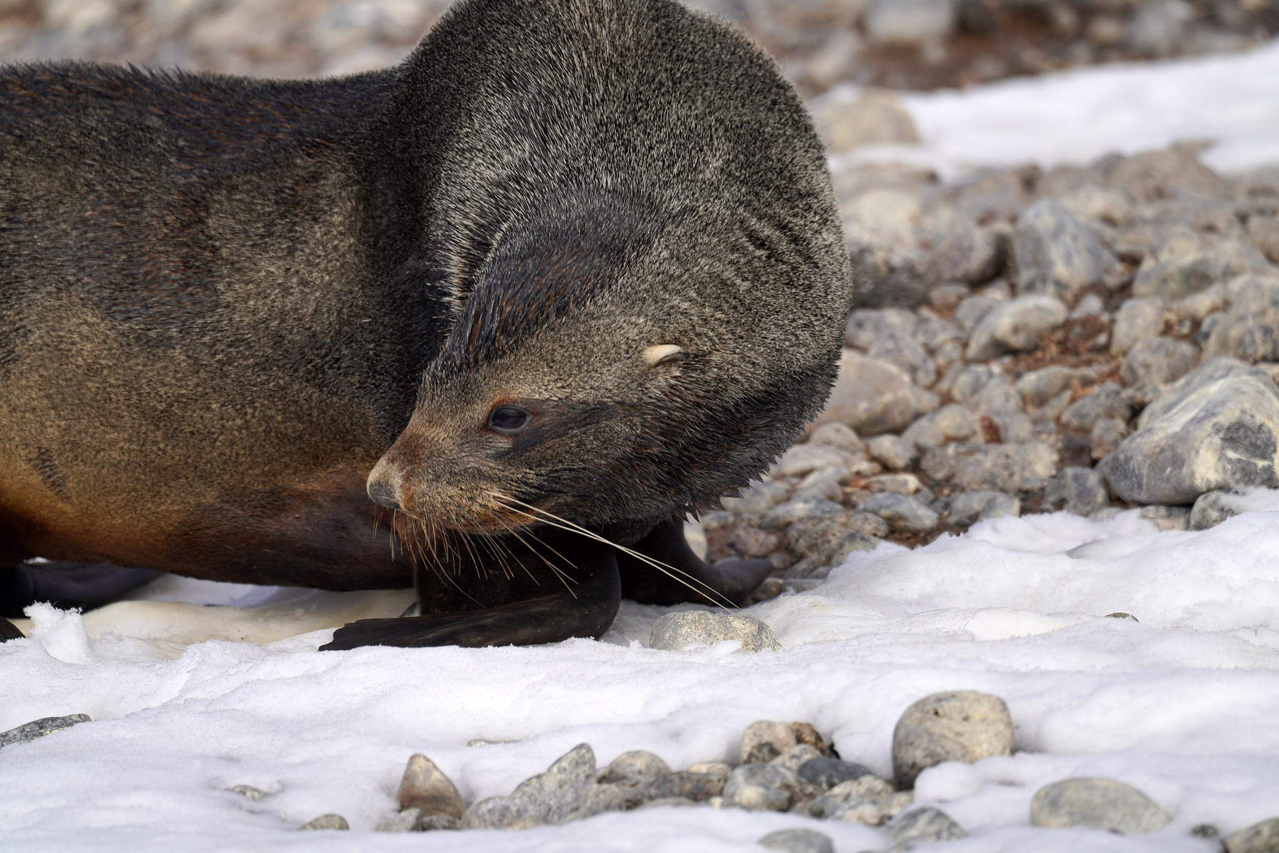 Otarie à fourrure australe (Arctocephalus australis)