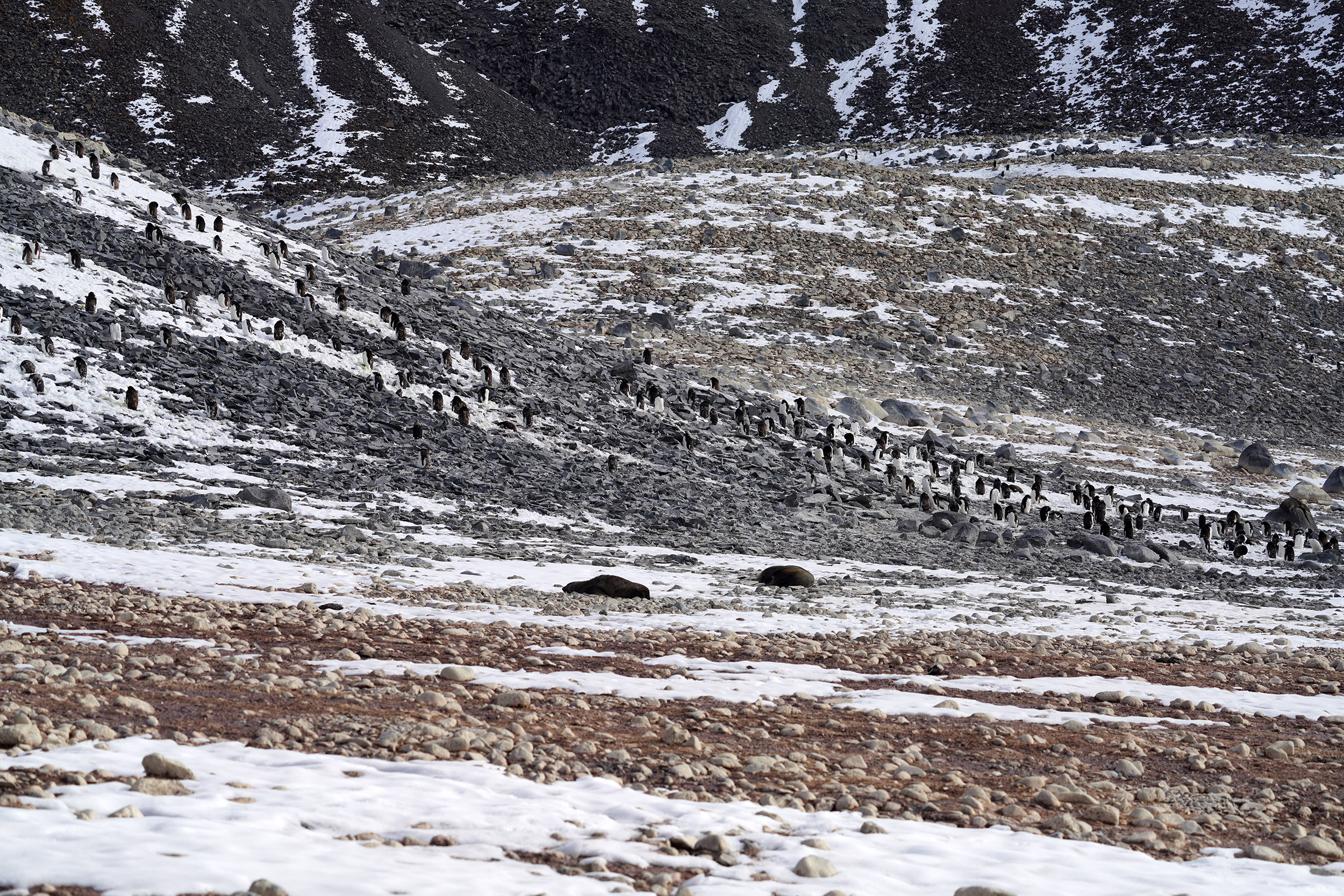 Paulet Island et ses colonies de manchots