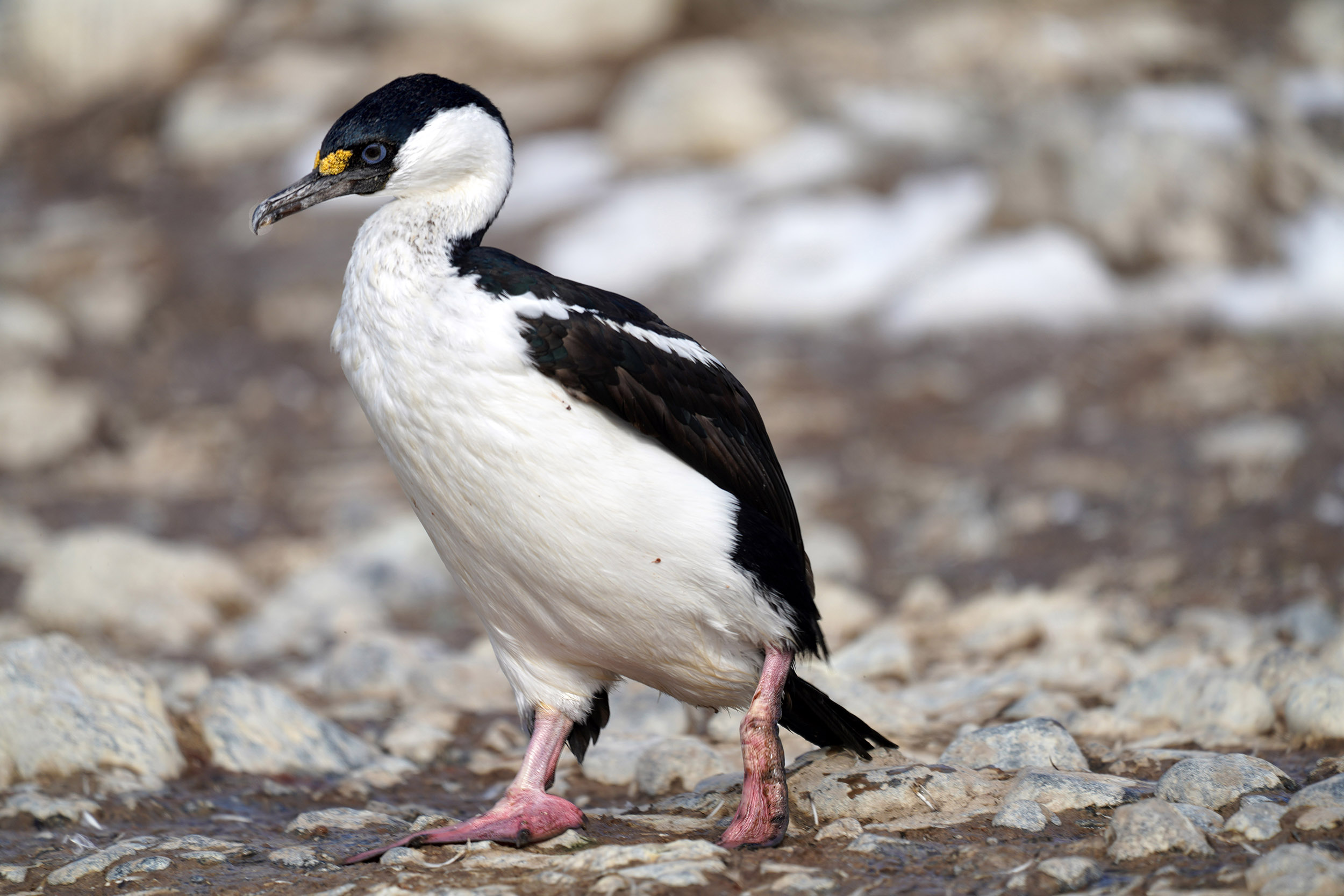 Cormoran Antarctique (Phalacrocorax bransfieldensis)