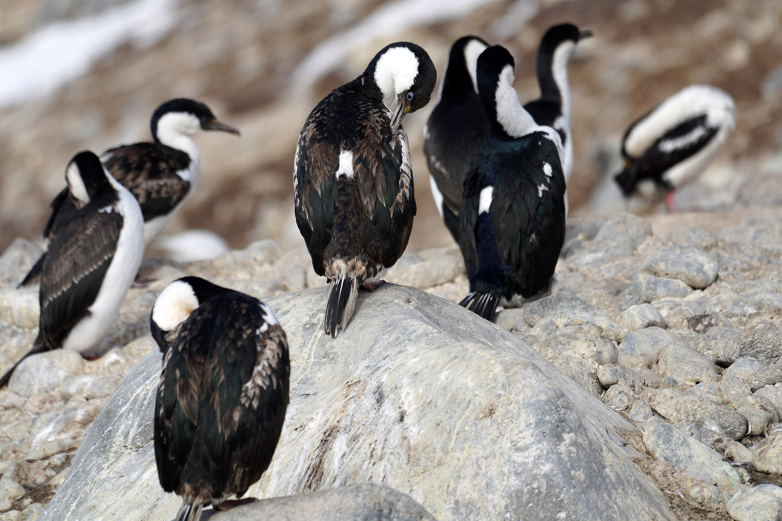 Cormorans Antarctique (Phalacrocorax bransfieldensis)