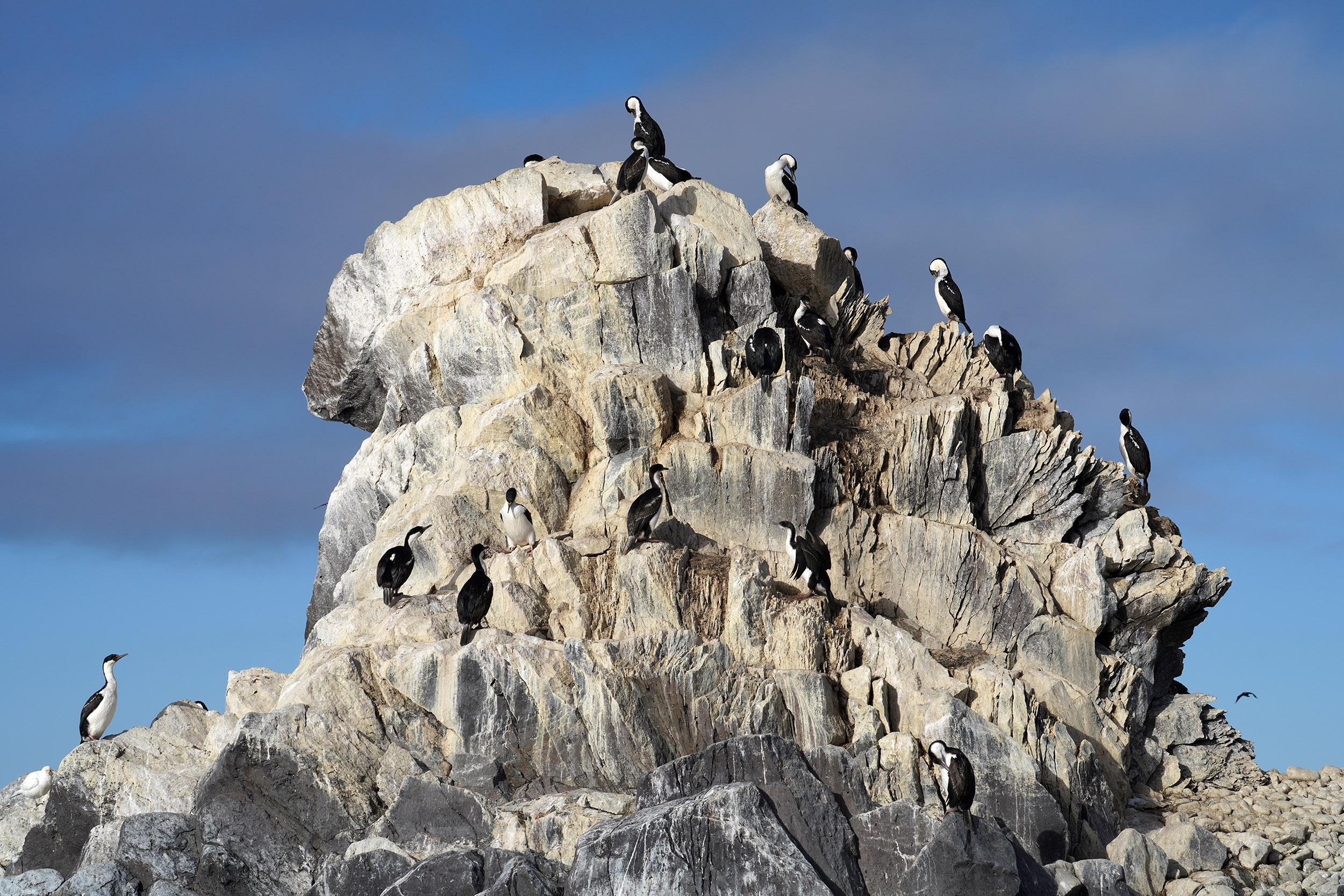 Cormorans Antarctique (Phalacrocorax bransfieldensis)