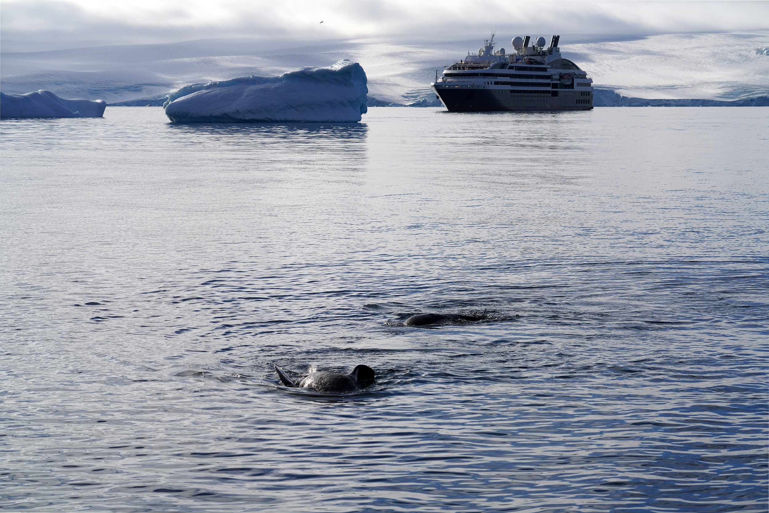 Otaries à fourrure se prélassant sur les rivages de Paulet Island