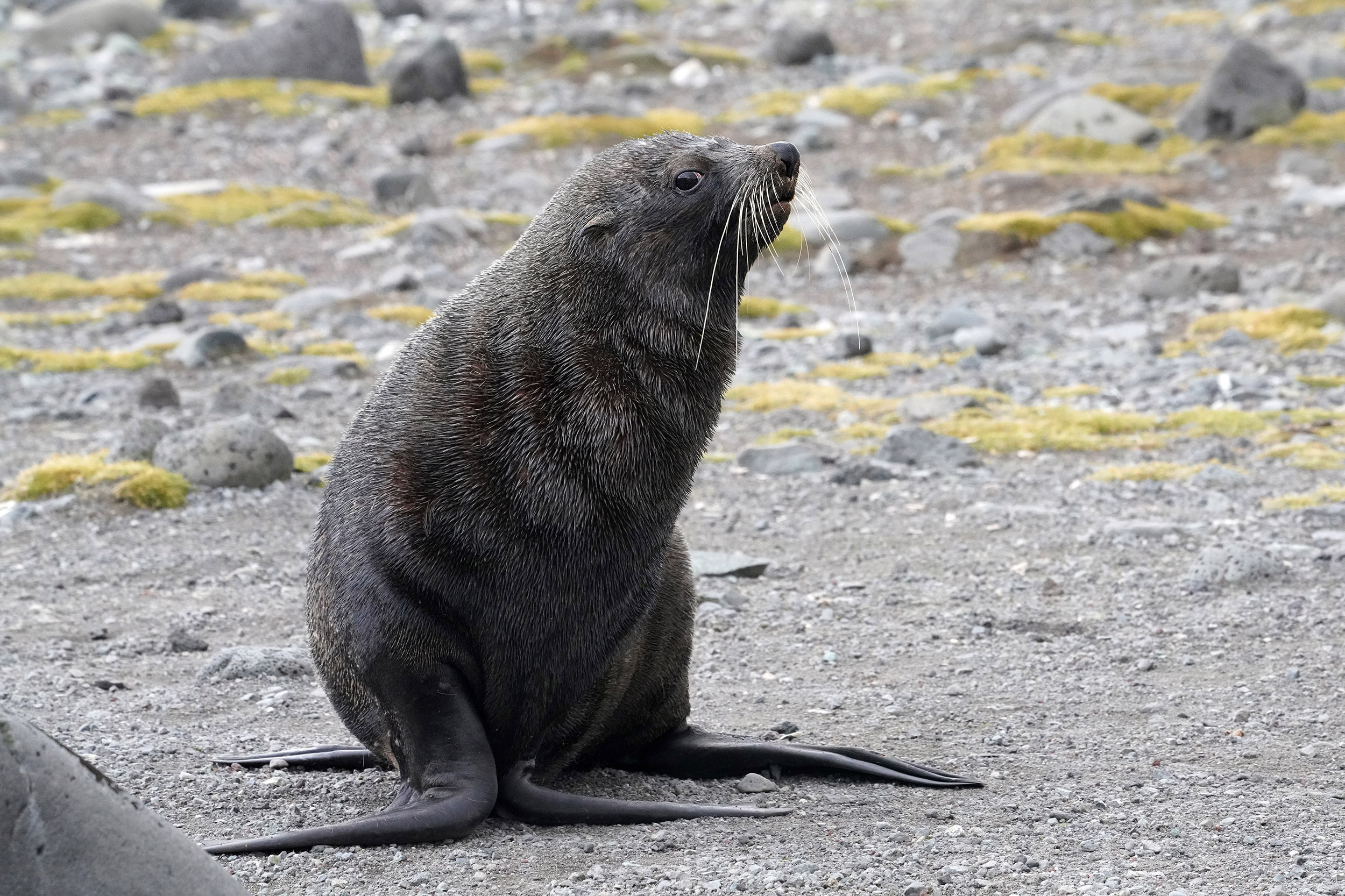 Otarie à fourrure australe (Arctocephalus australis)