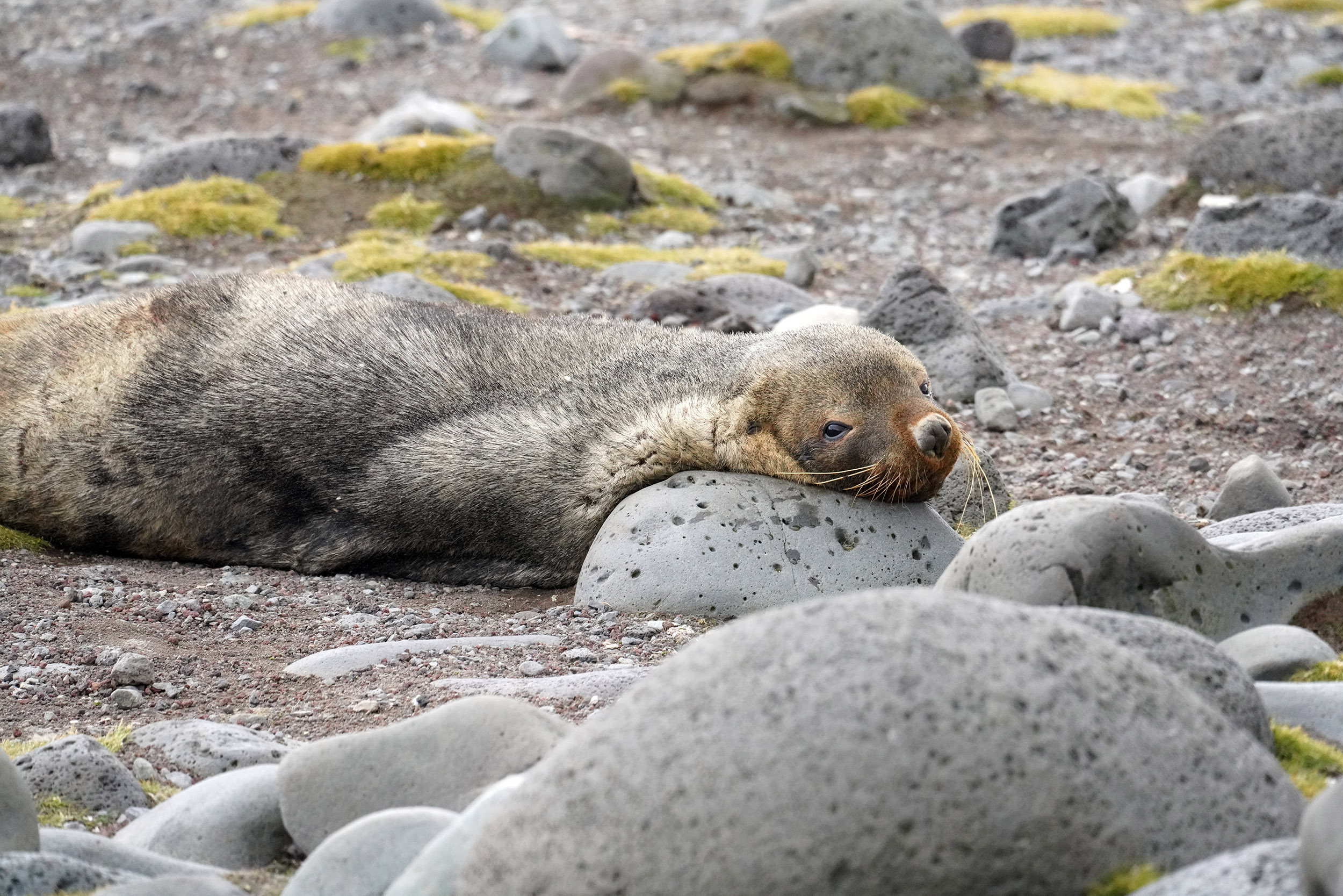 Otarie à fourrure australe (Arctocephalus australis)