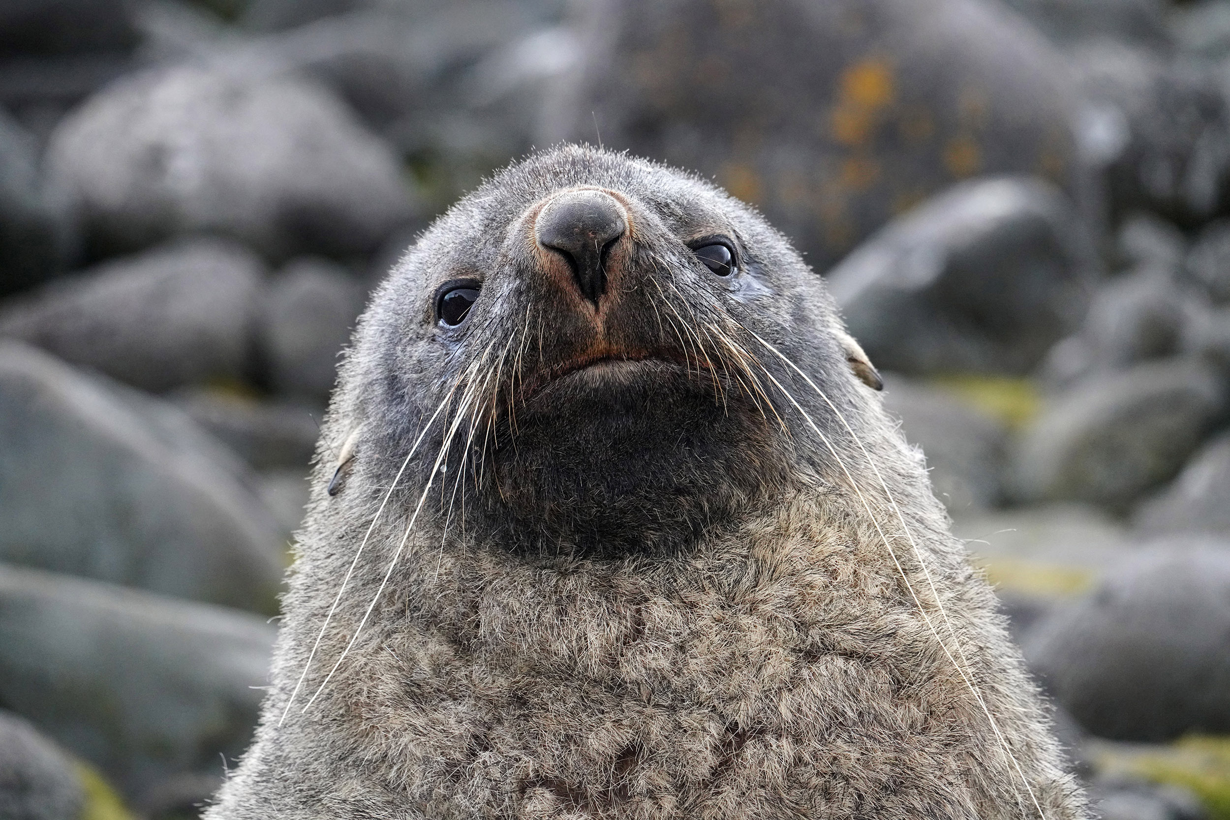Otarie à fourrure australe (Arctocephalus australis)
