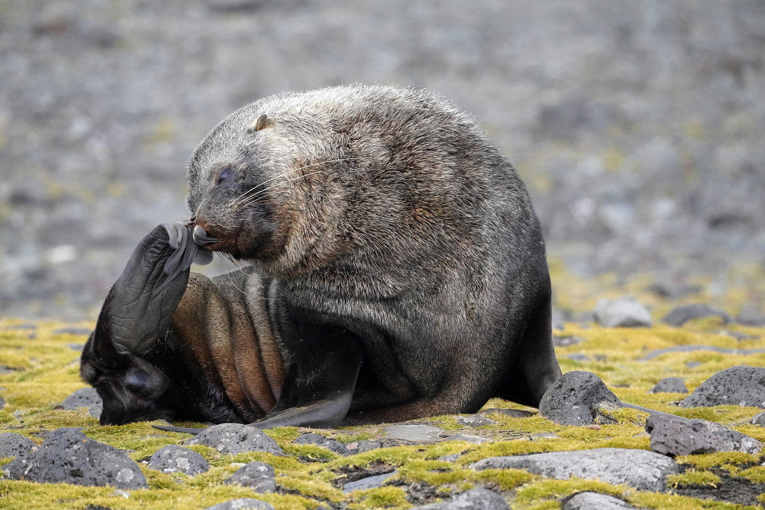 Otarie à fourrure australe (Arctocephalus australis)