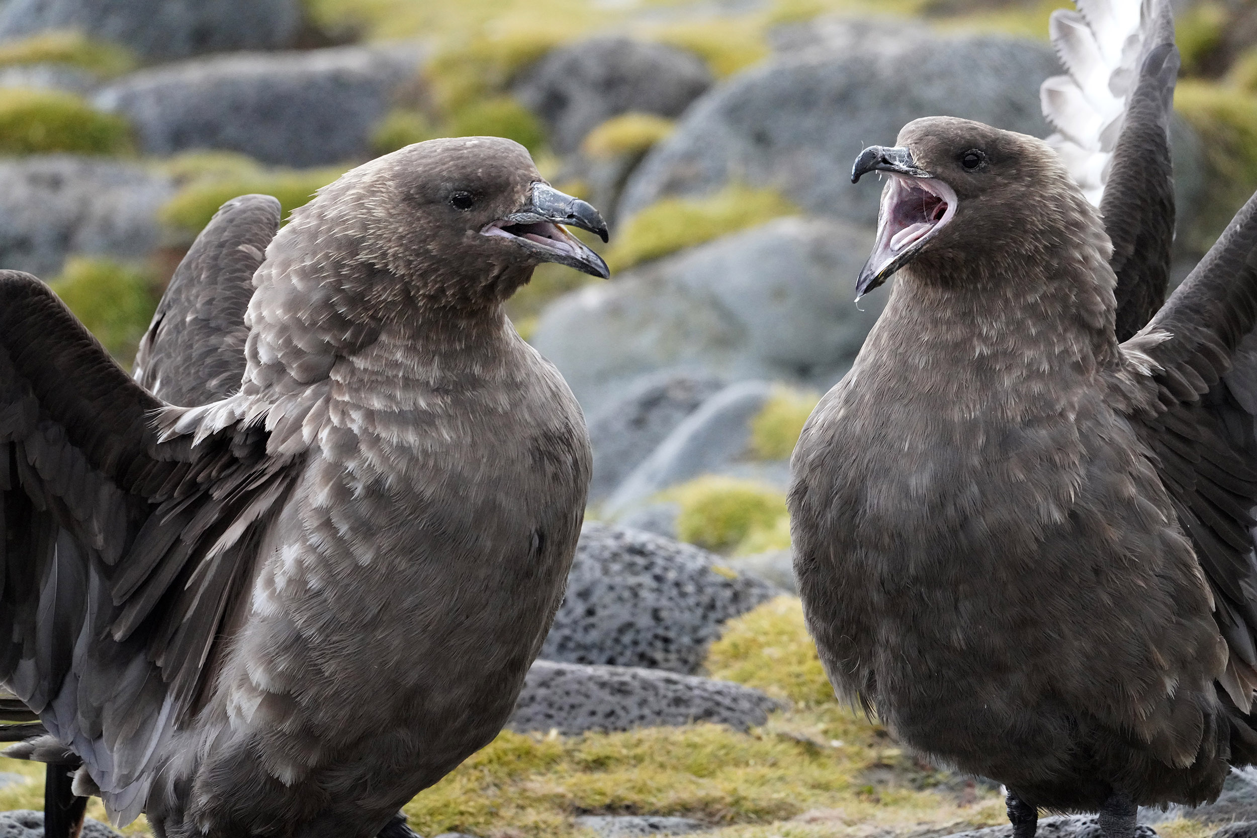 Labbe antarctique (Catharacta antartica) sur Paulet Island