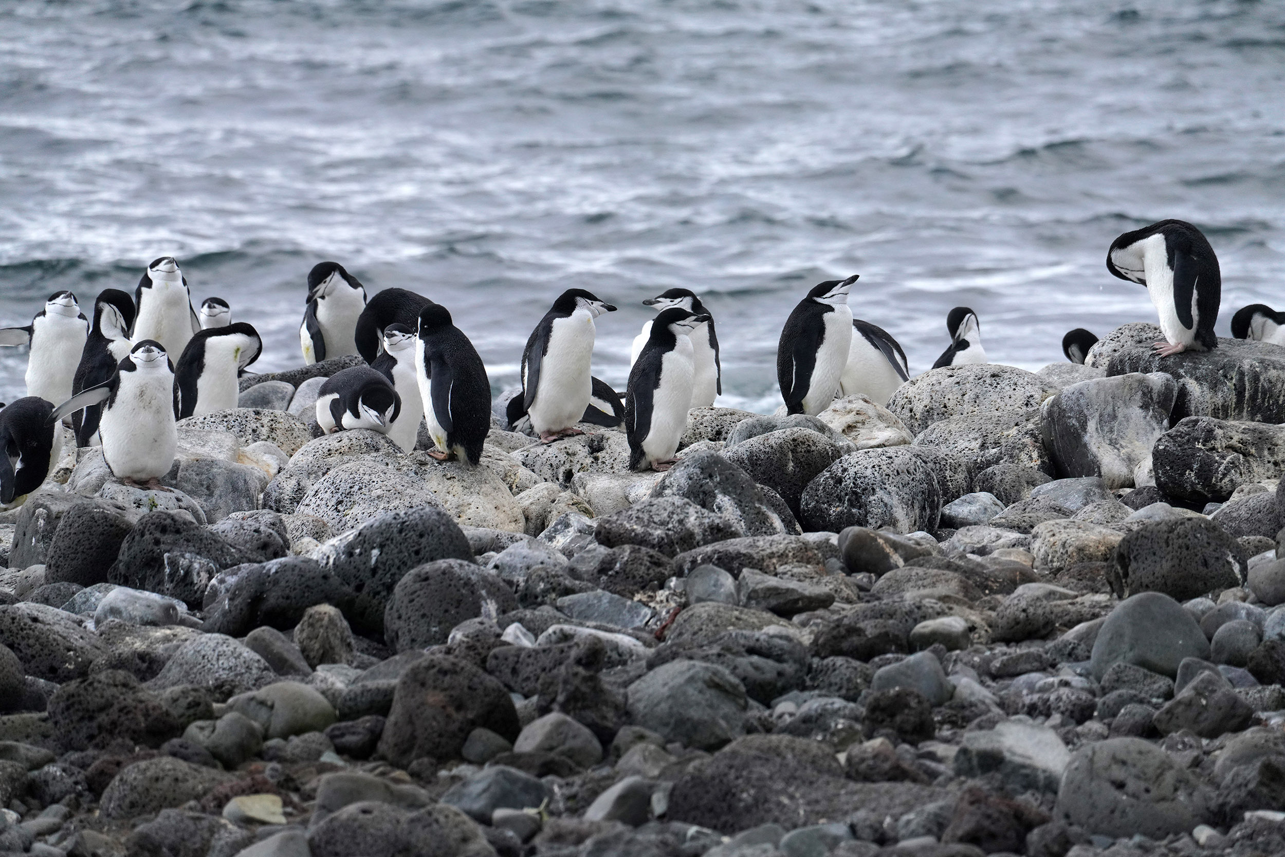 Manchots à jugulaires (Pygoscelis antartica)