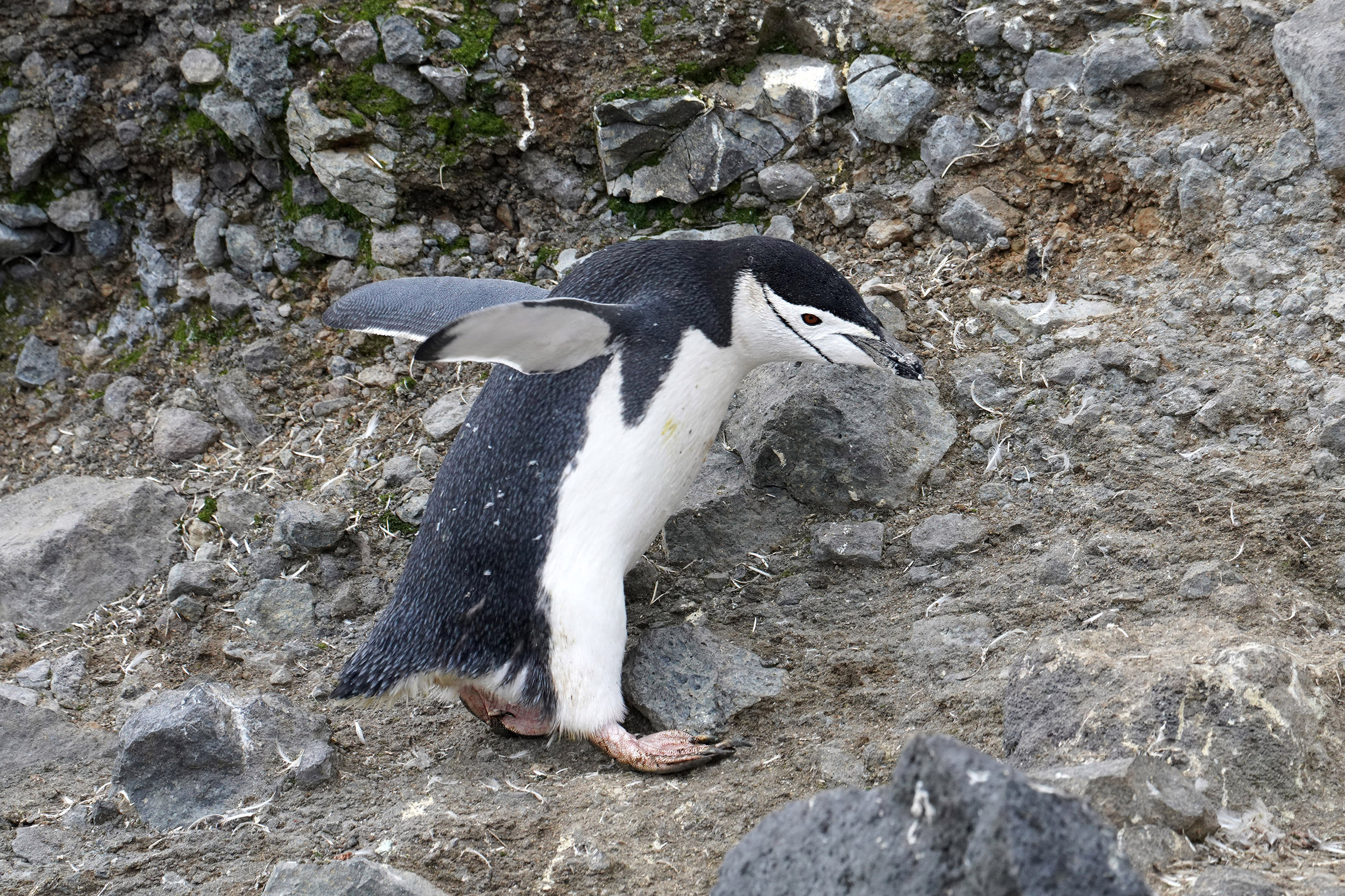 Manchots à jugulaires (Pygoscelis antartica)
