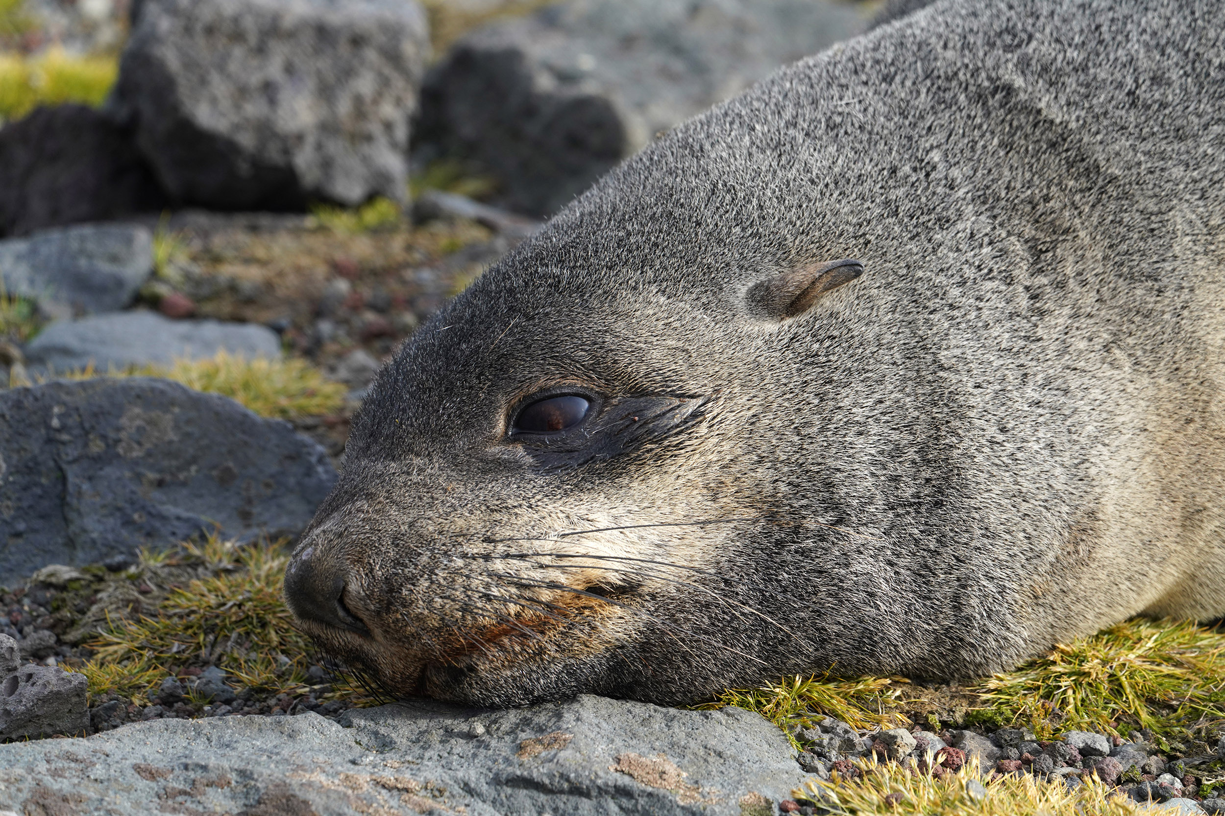 Otarie à fourrure australe (Arctocephalus australis)