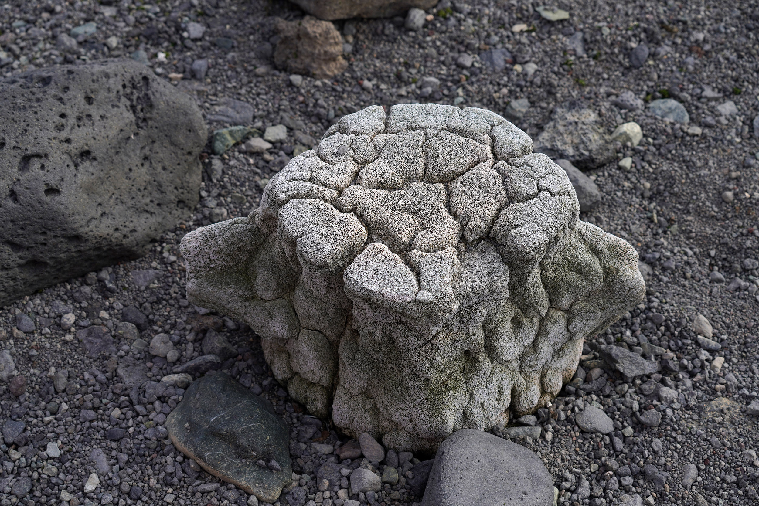 Vertèbre de Baleine sur l'ile de Penguin Island