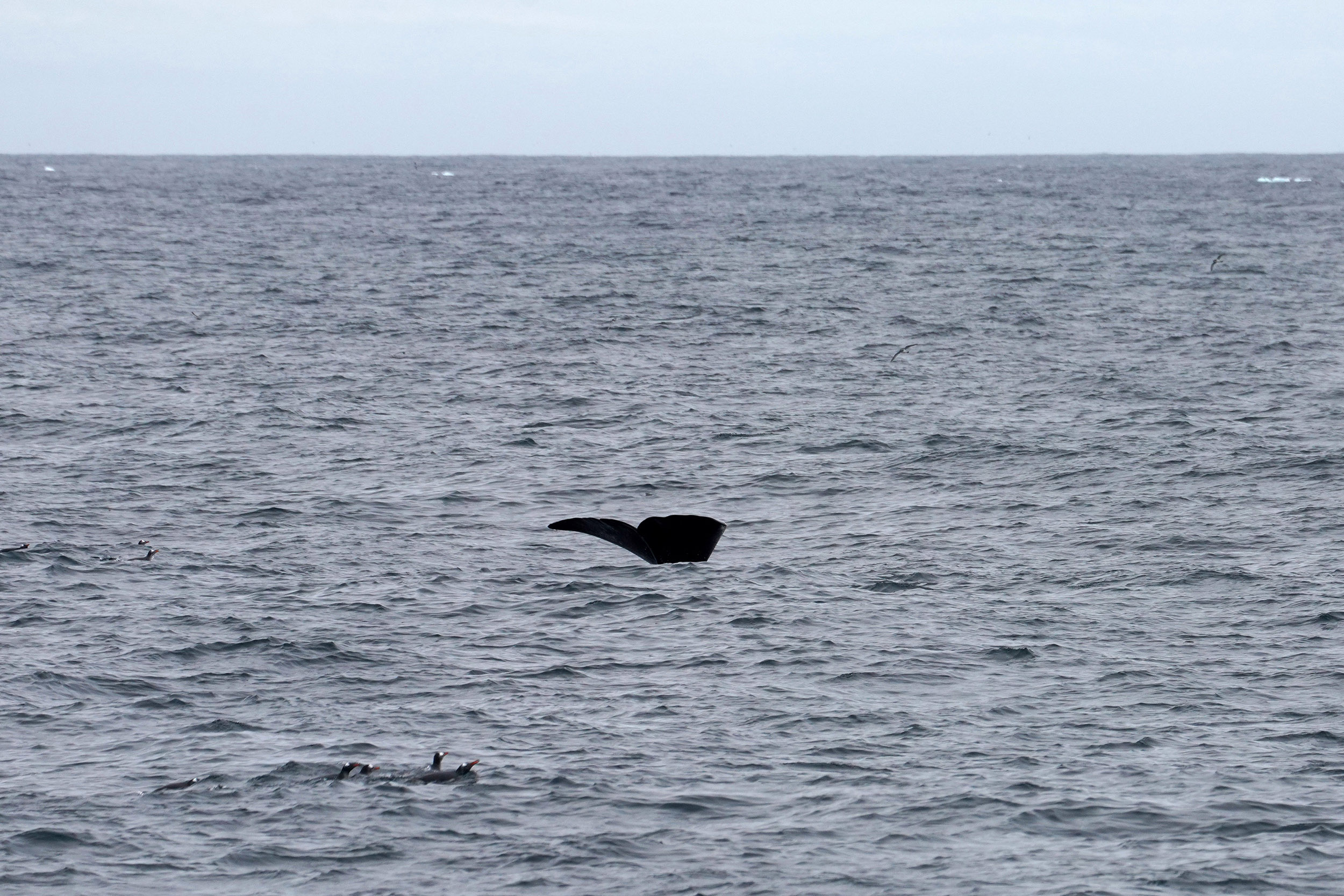 Queue de Baleine franche