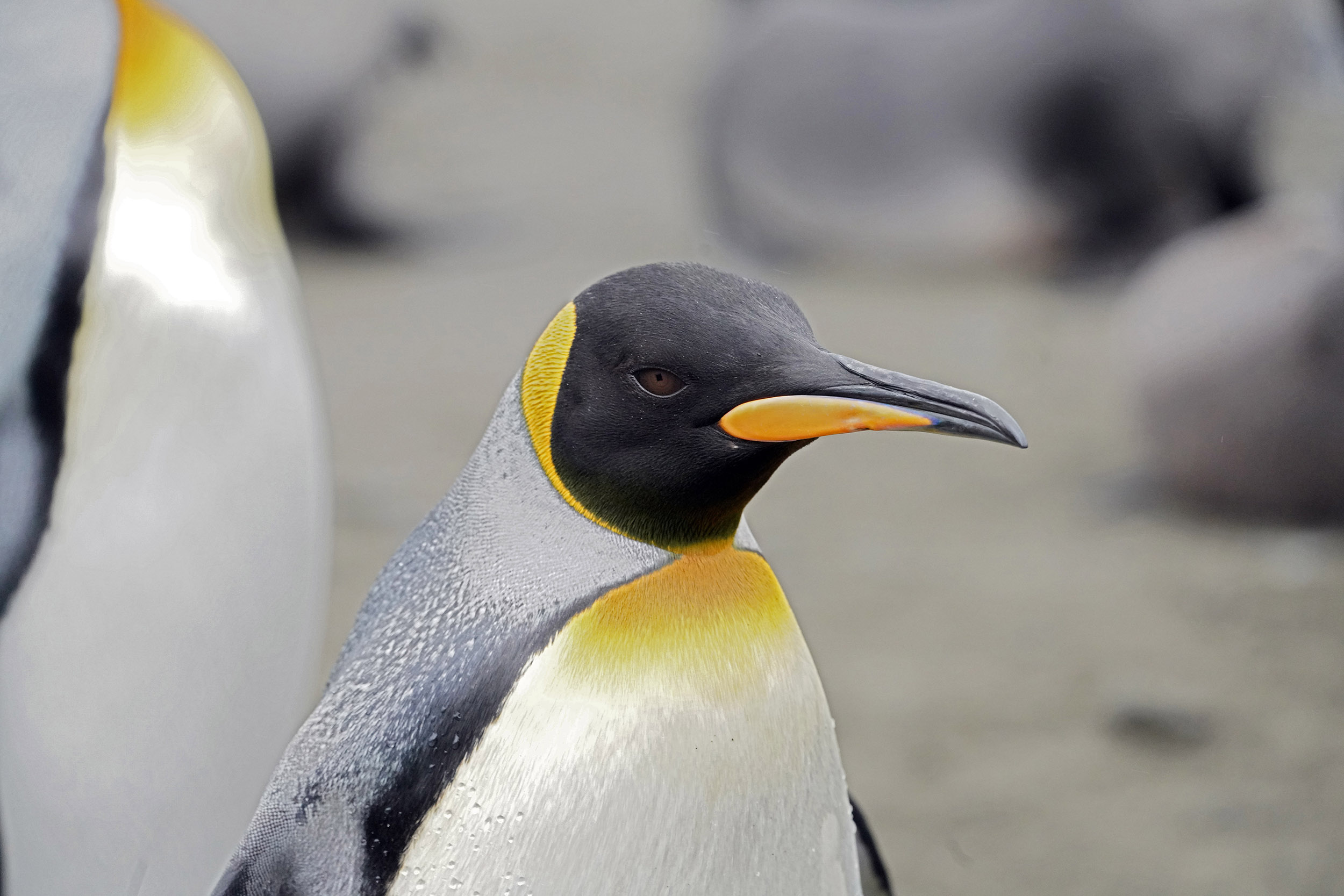 Manchot Royal (Aptenodytes patagonicus)