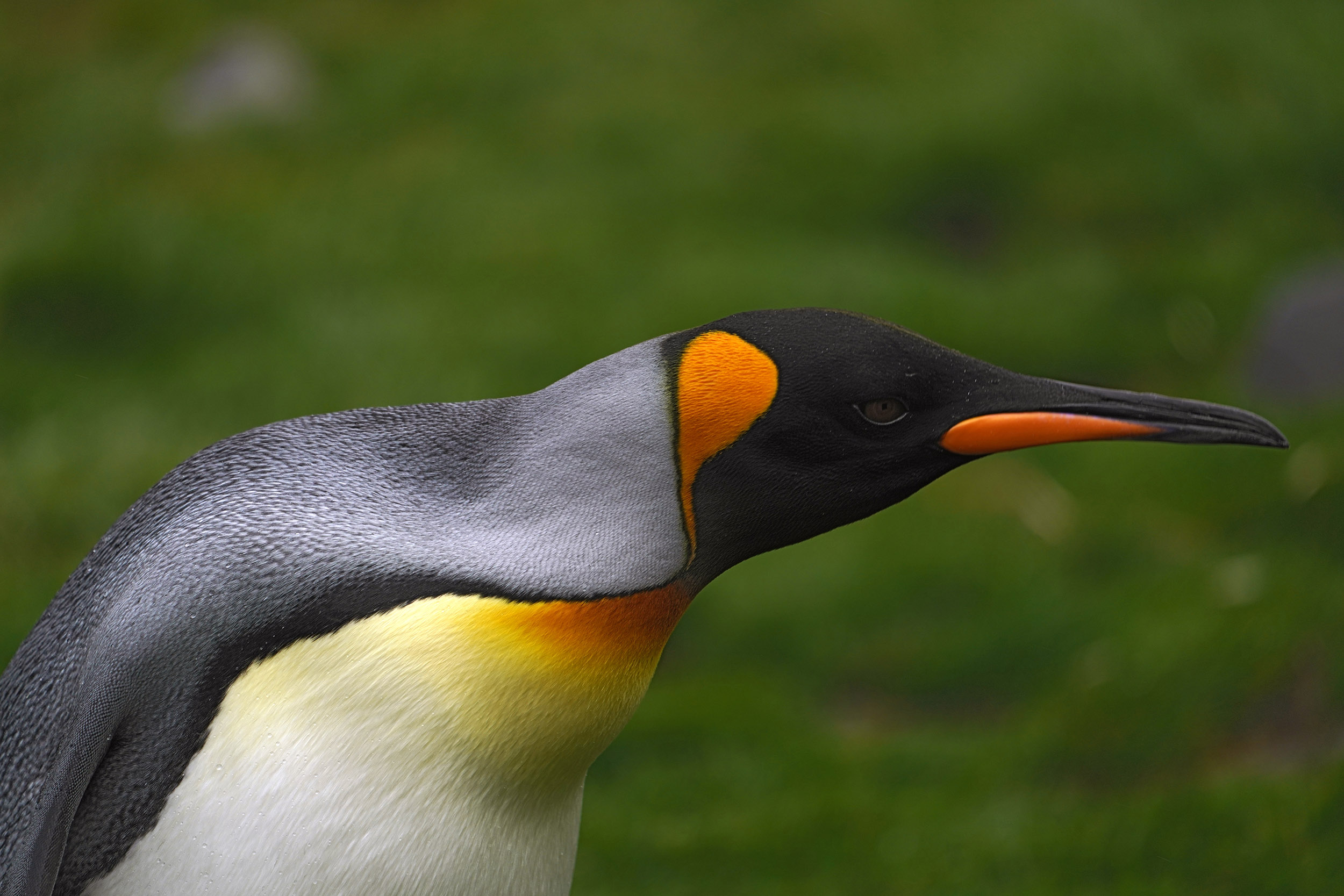 Manchot Royal (Aptenodytes patagonicus)