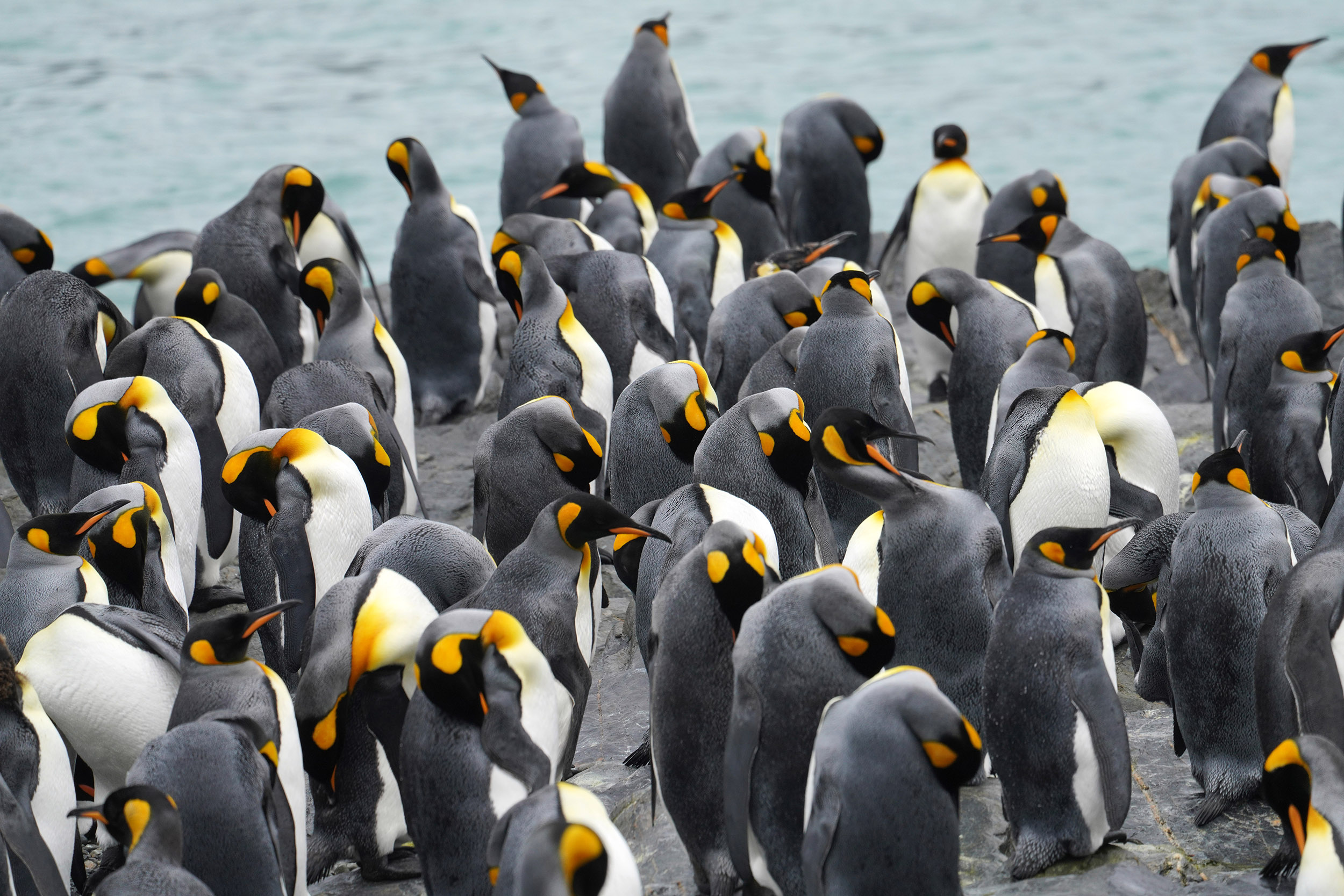 Manchot Royal (Aptenodytes patagonicus)