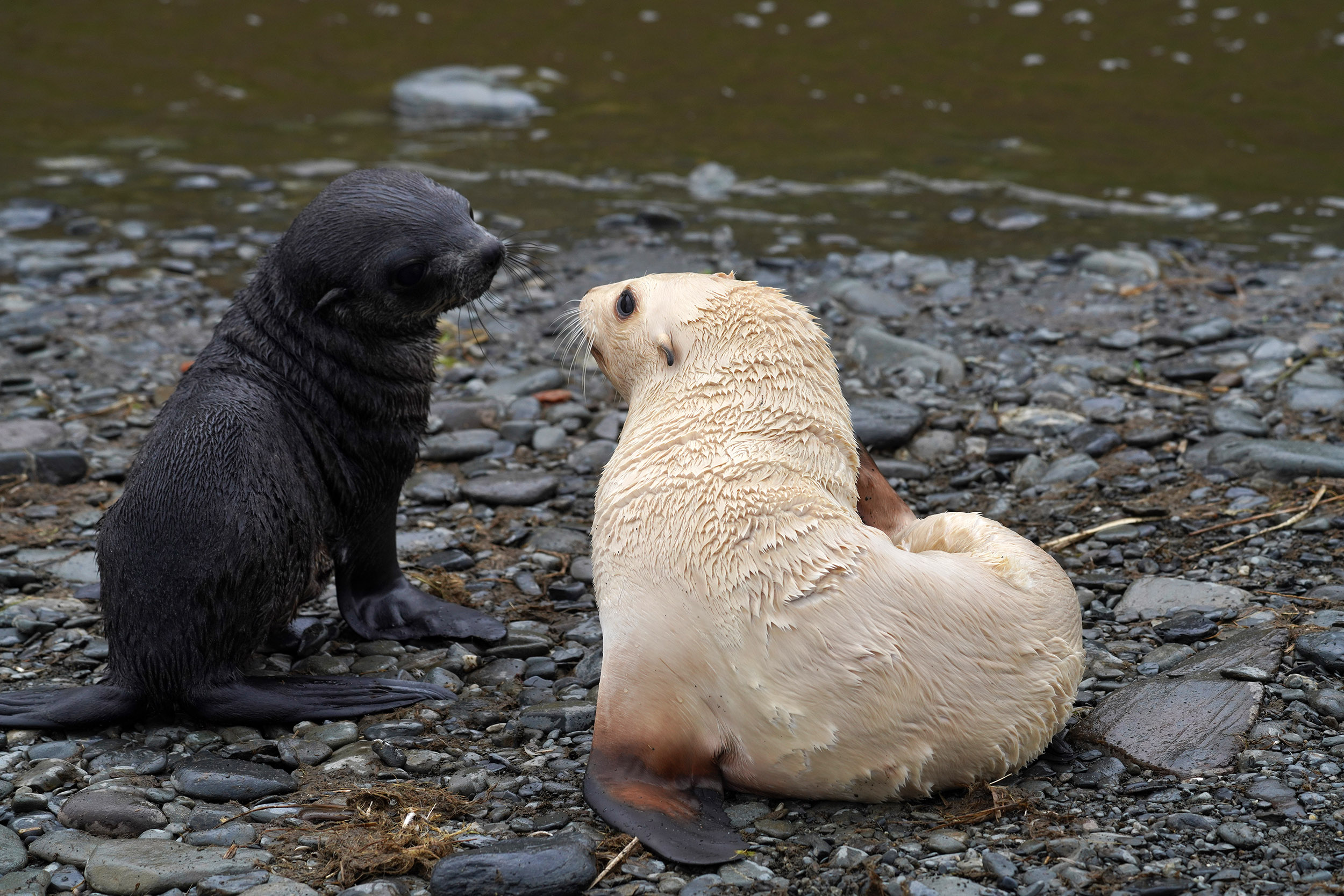 Otarie à fourrure Isabelle (Arctocehalus gazella)