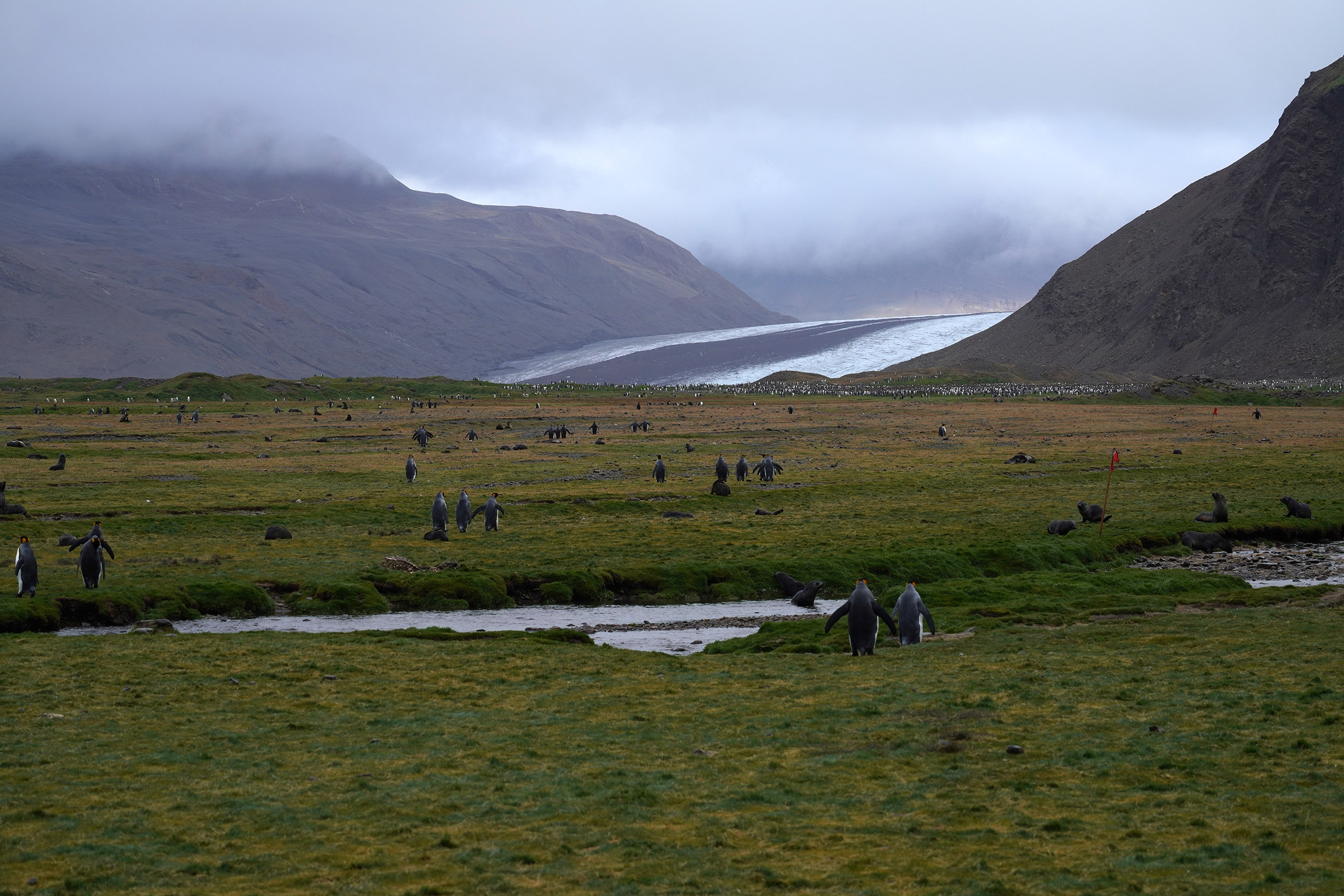 Fortuna Bay - Iles de Géorgie du Sud