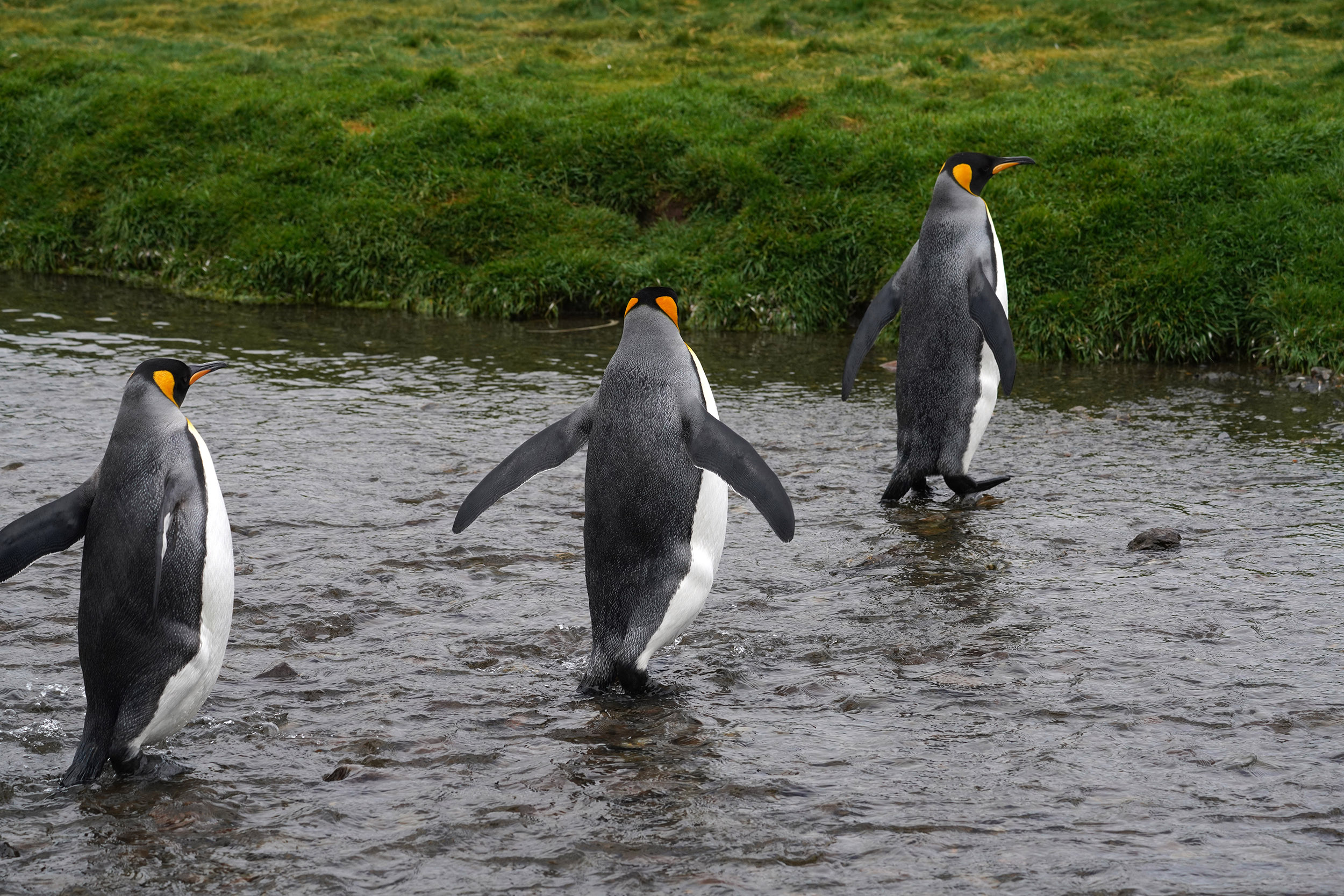 Manchot Royal (Aptenodytes patagonicus)