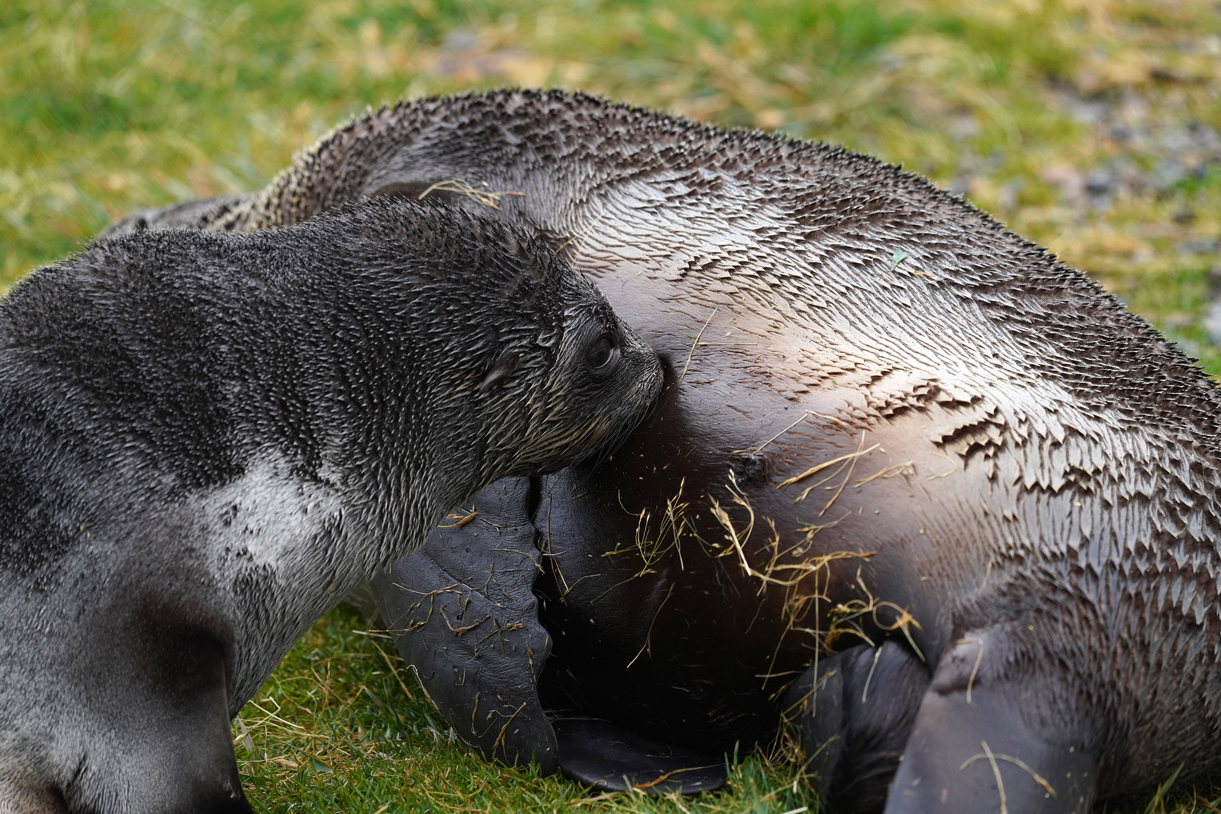 Otarie à fourrure australe (Arctocephalus australis)