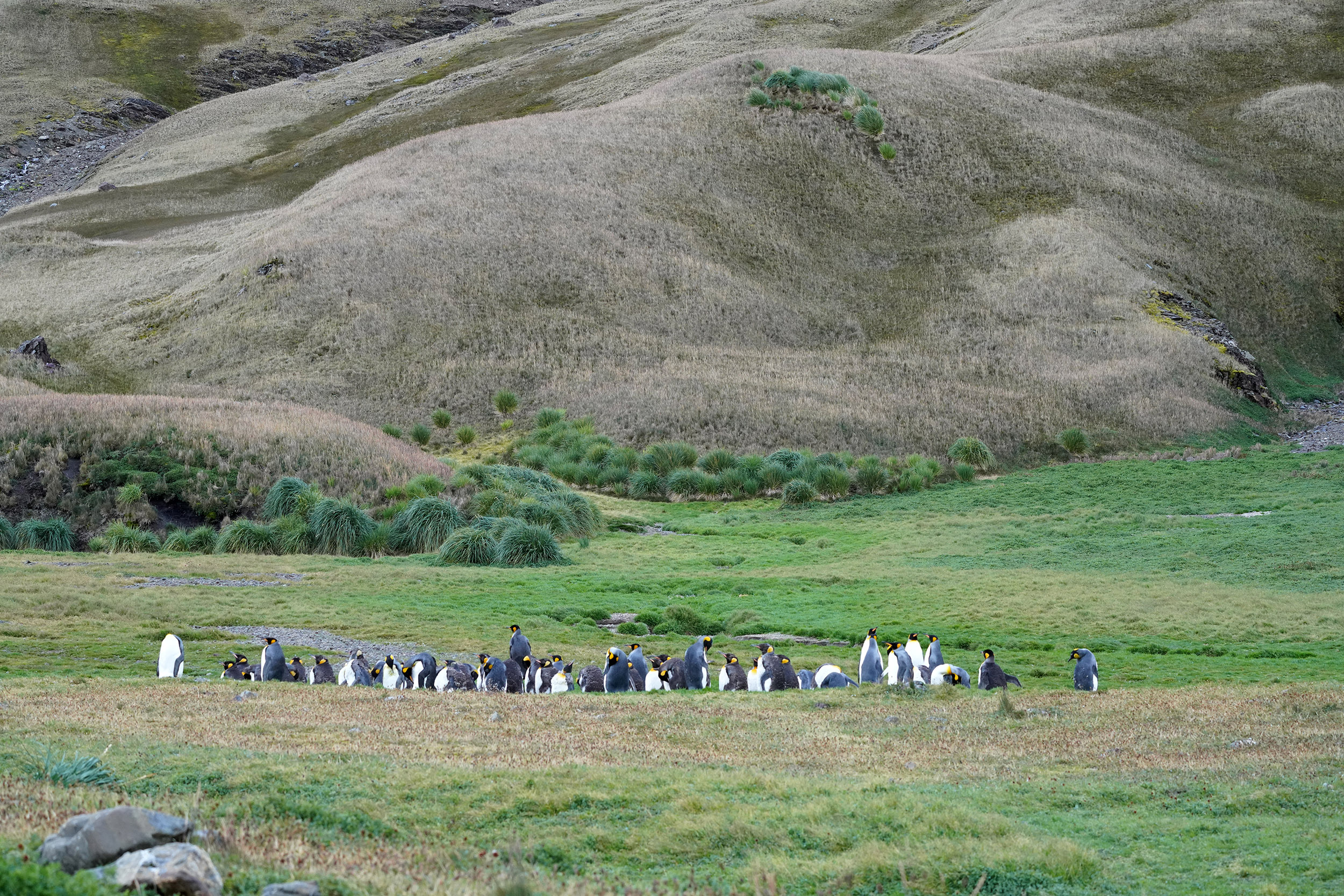 Manchos Royaux (Aptenodytes patagonicus)
