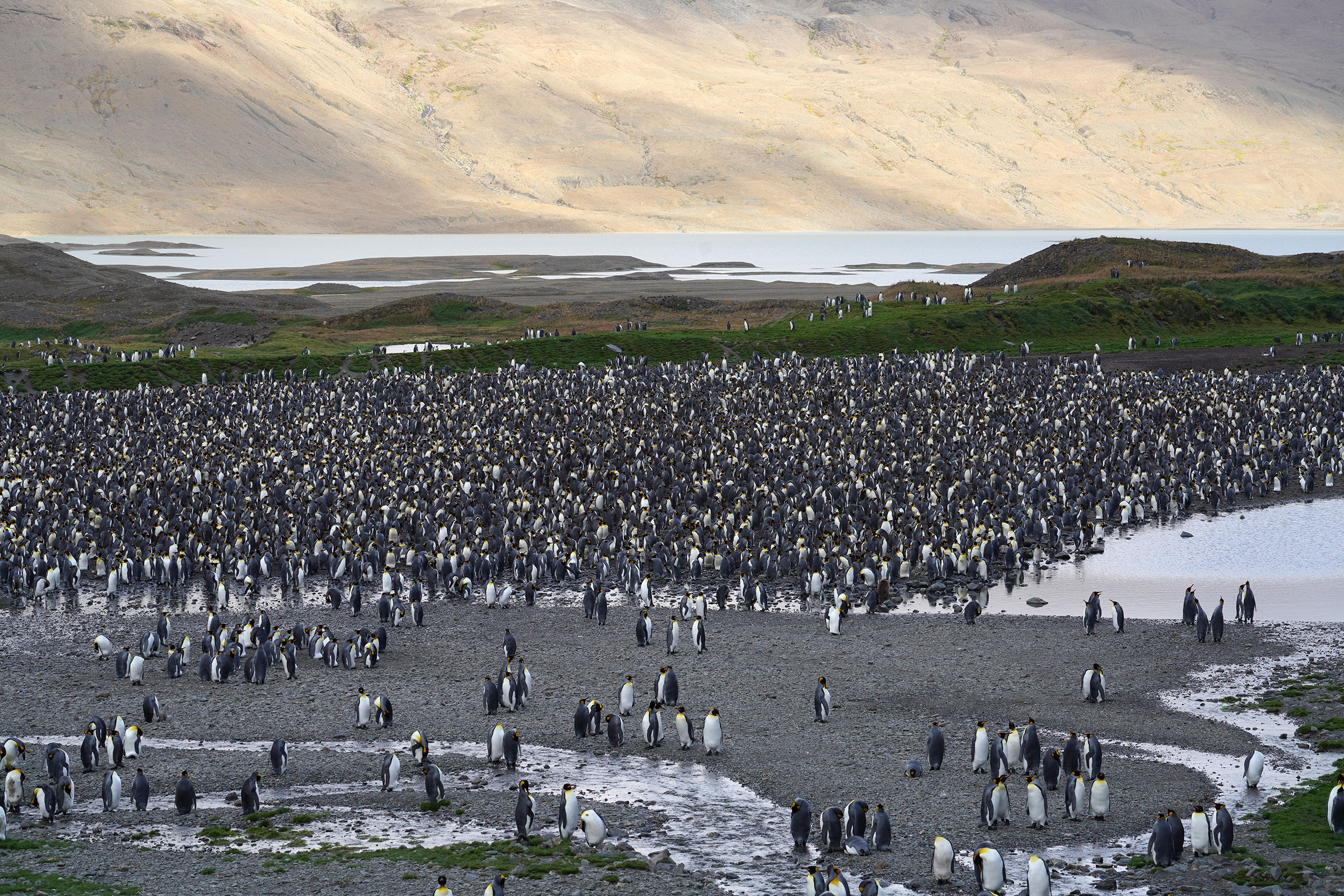 Colonie de Manchots Royaux (Aptenodytes patagonicus)