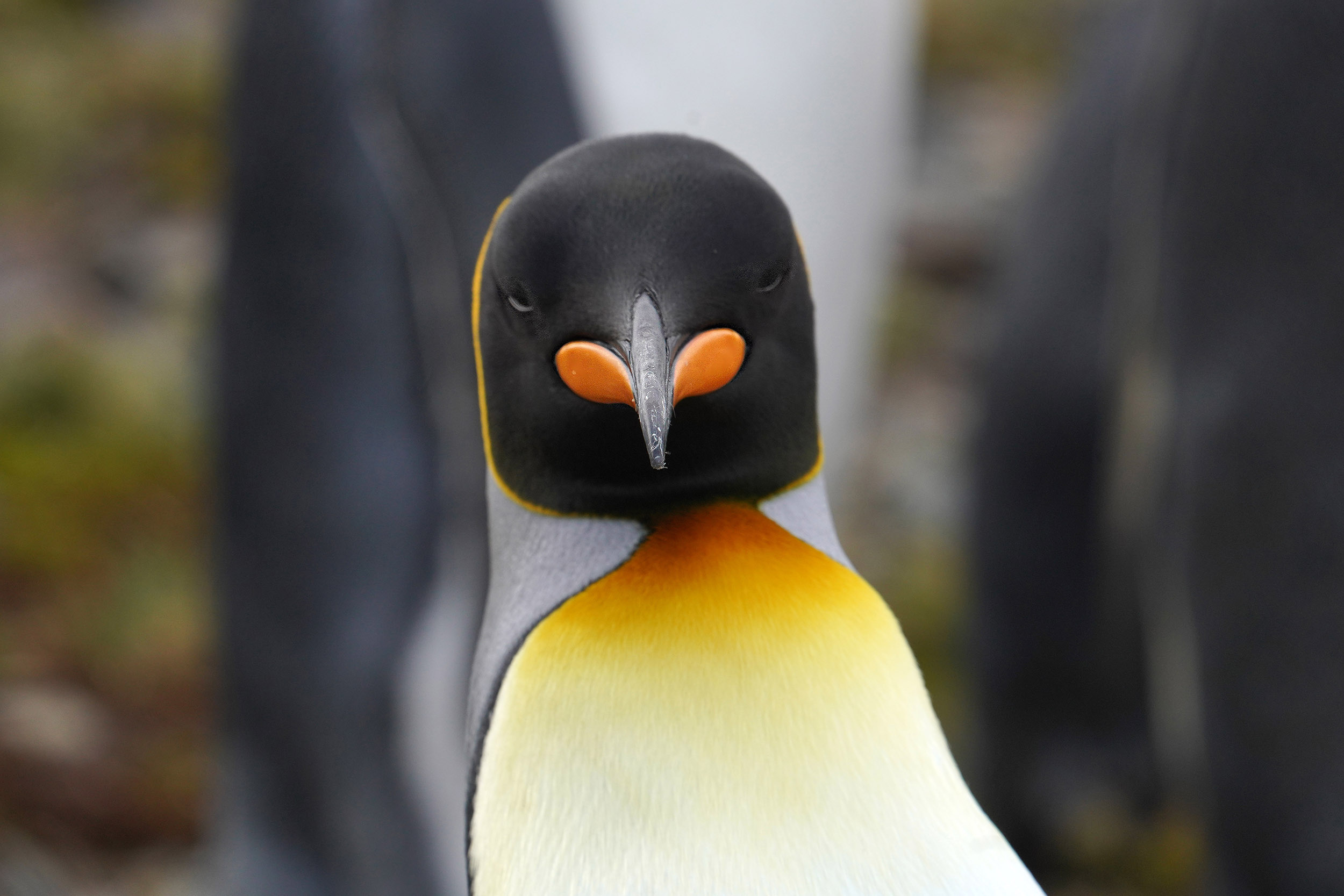 Manchot Royal (Aptenodytes patagonicus)