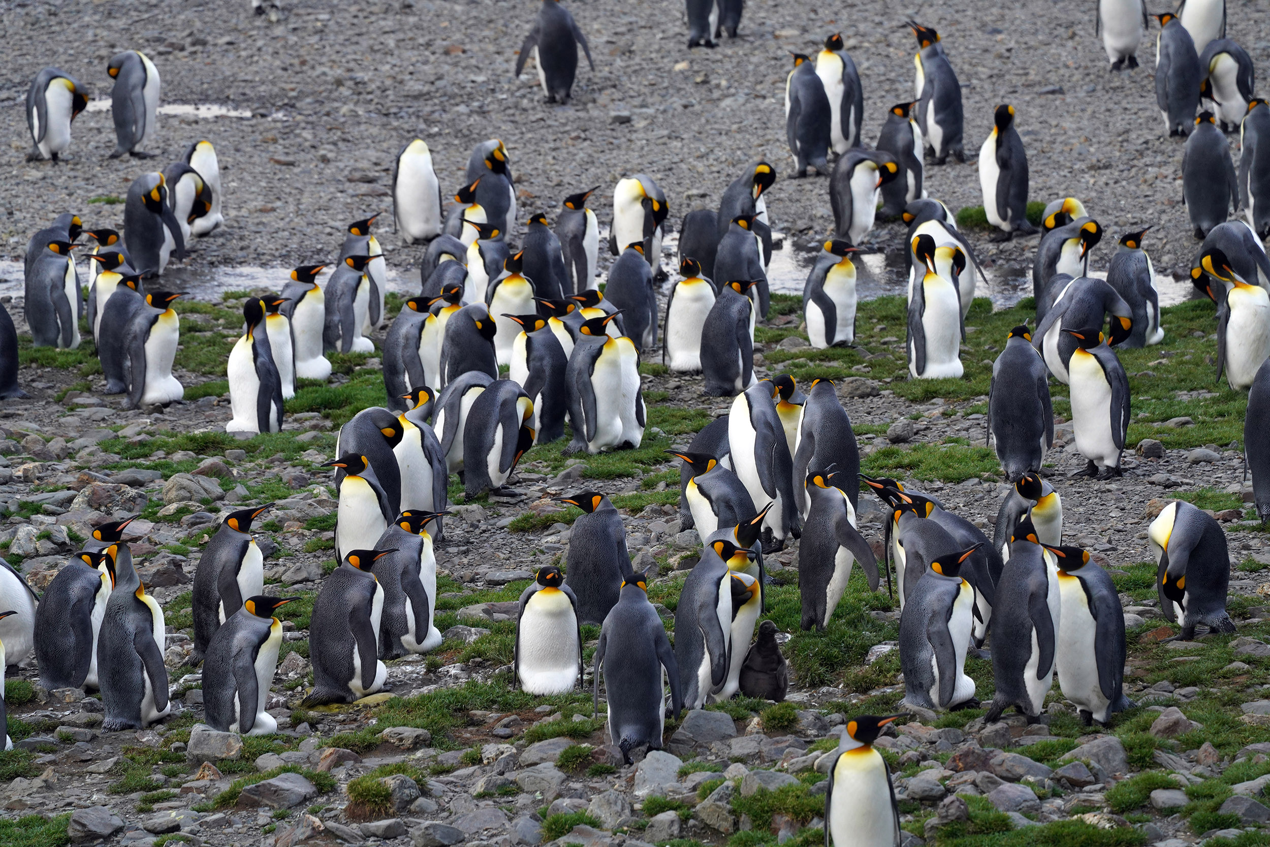 Manchots Royaux (Aptenodytes patagonicus)