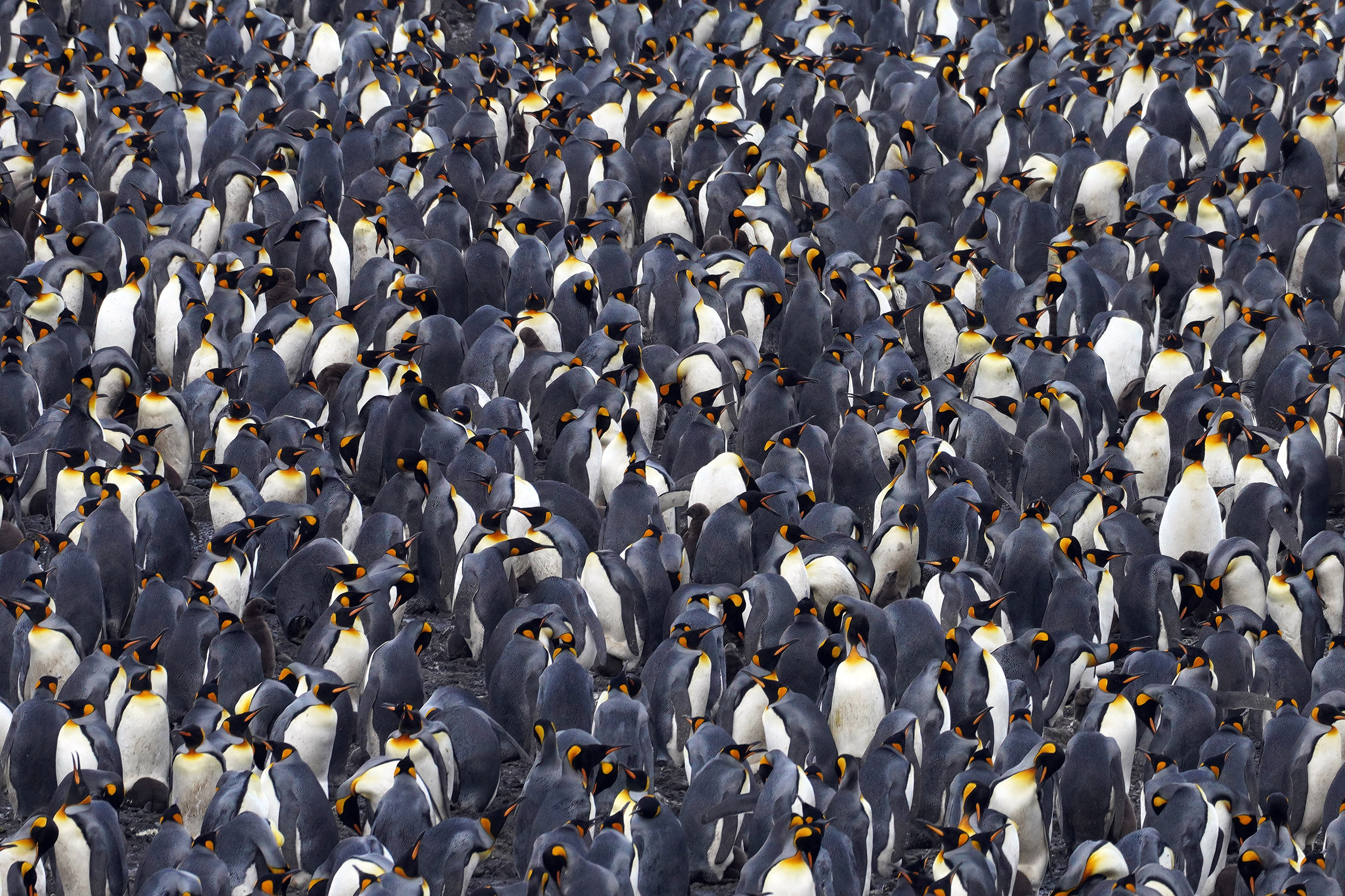 Colonie de Manchots Royaux  (Aptenodytes patagonicus)