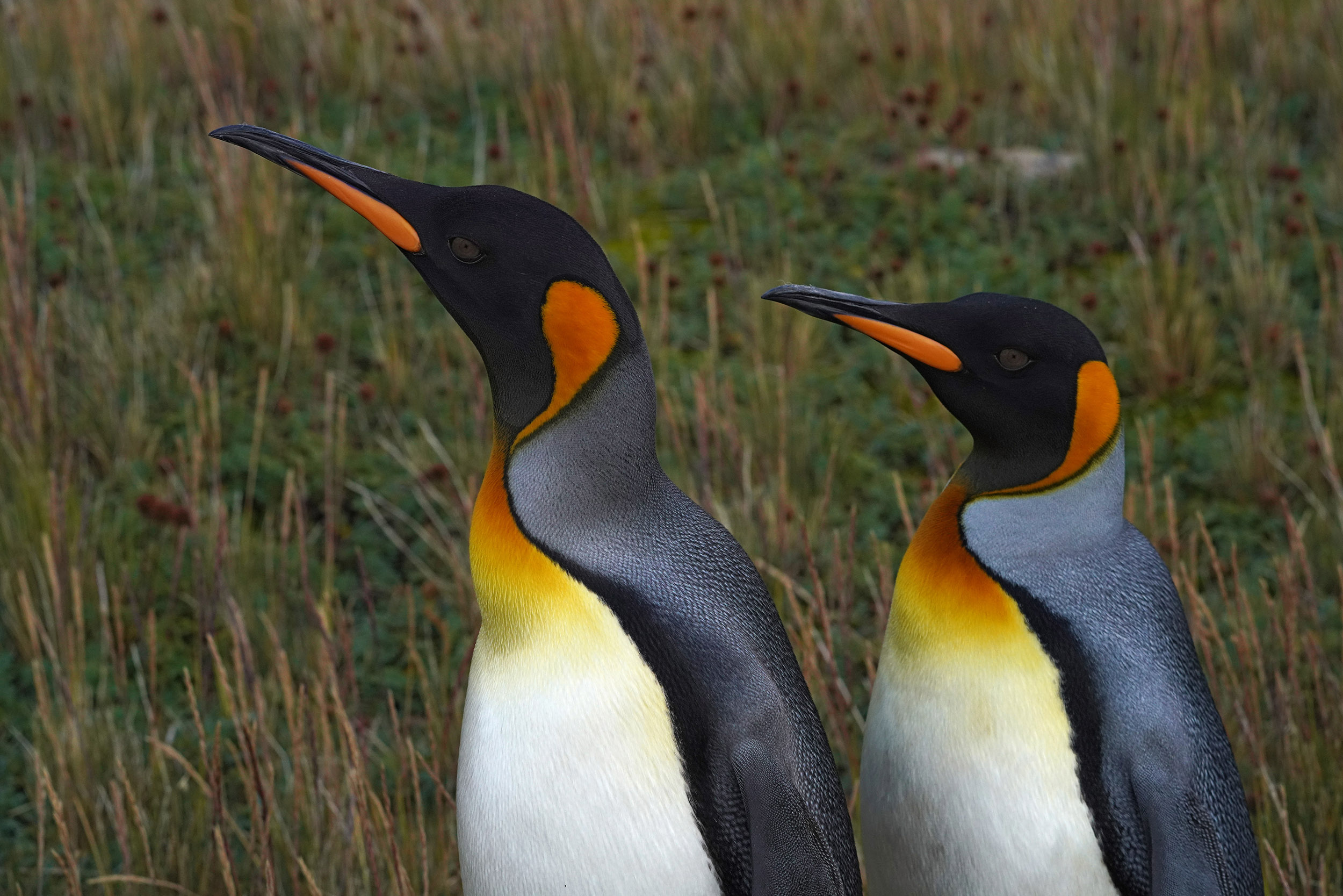 Manchot Royal (Aptenodytes patagonicus)