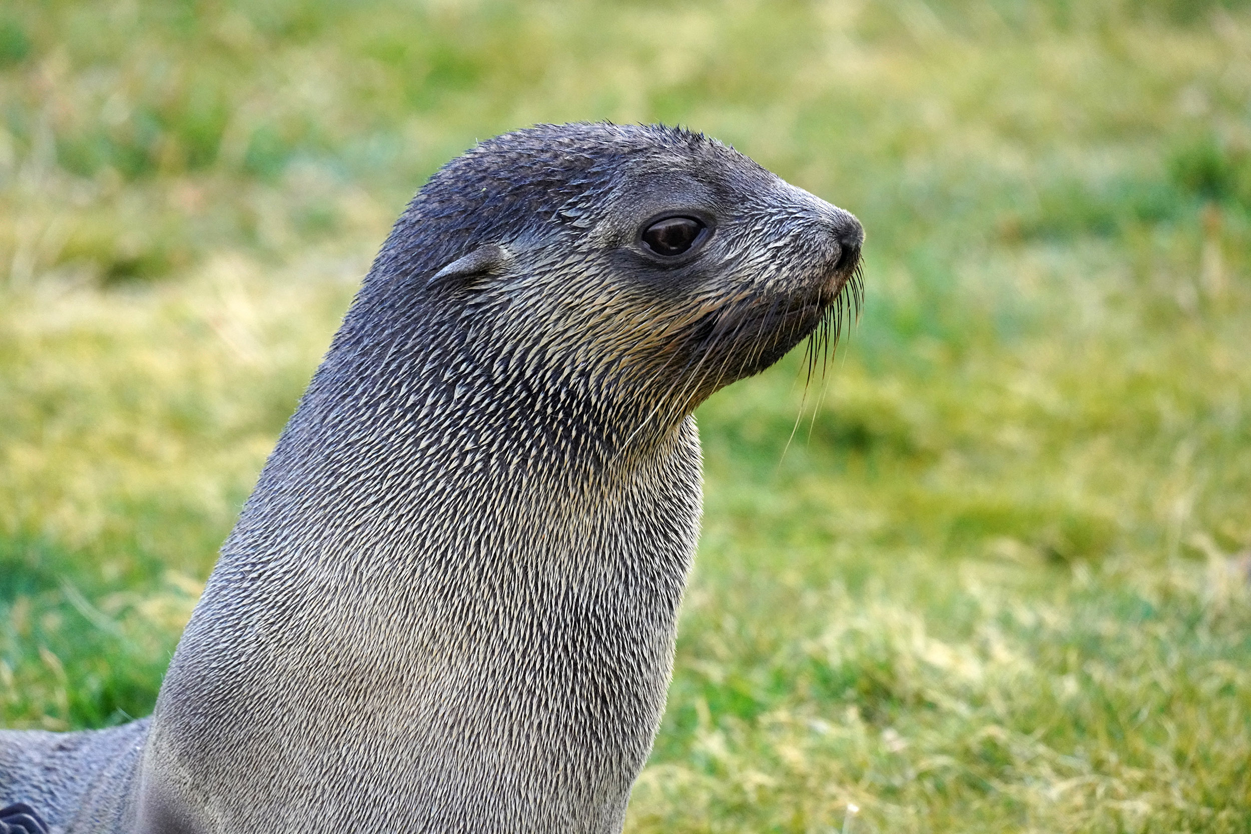 Otarie à fourrure australe (Arctocephalus australis)