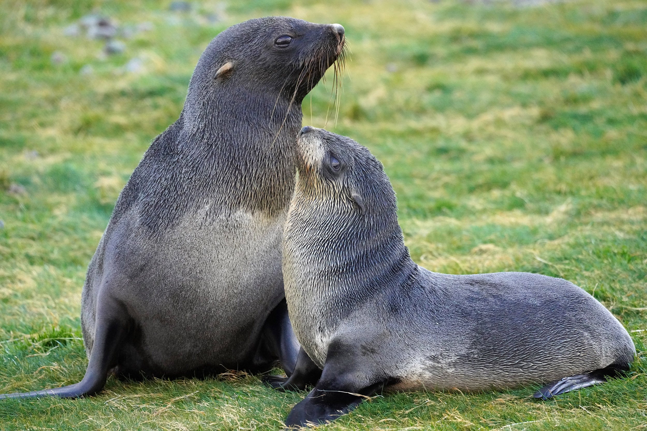 Otarie à fourrure australe (Arctocephalus australis)