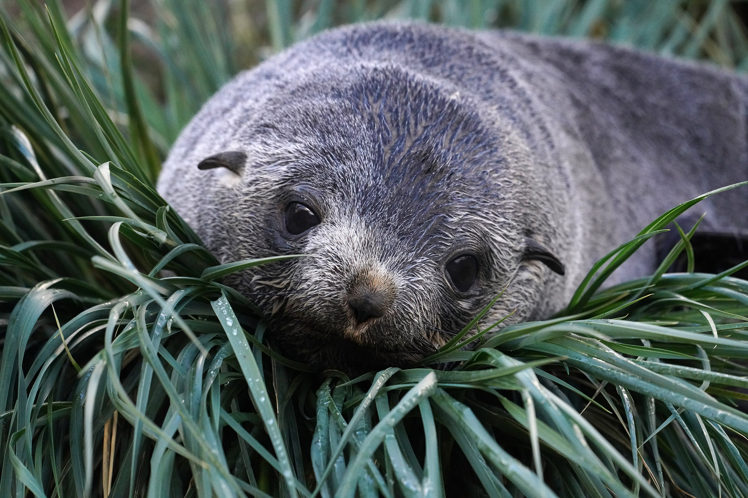 Otarie à fourrure australe (Arctocephalus australis)