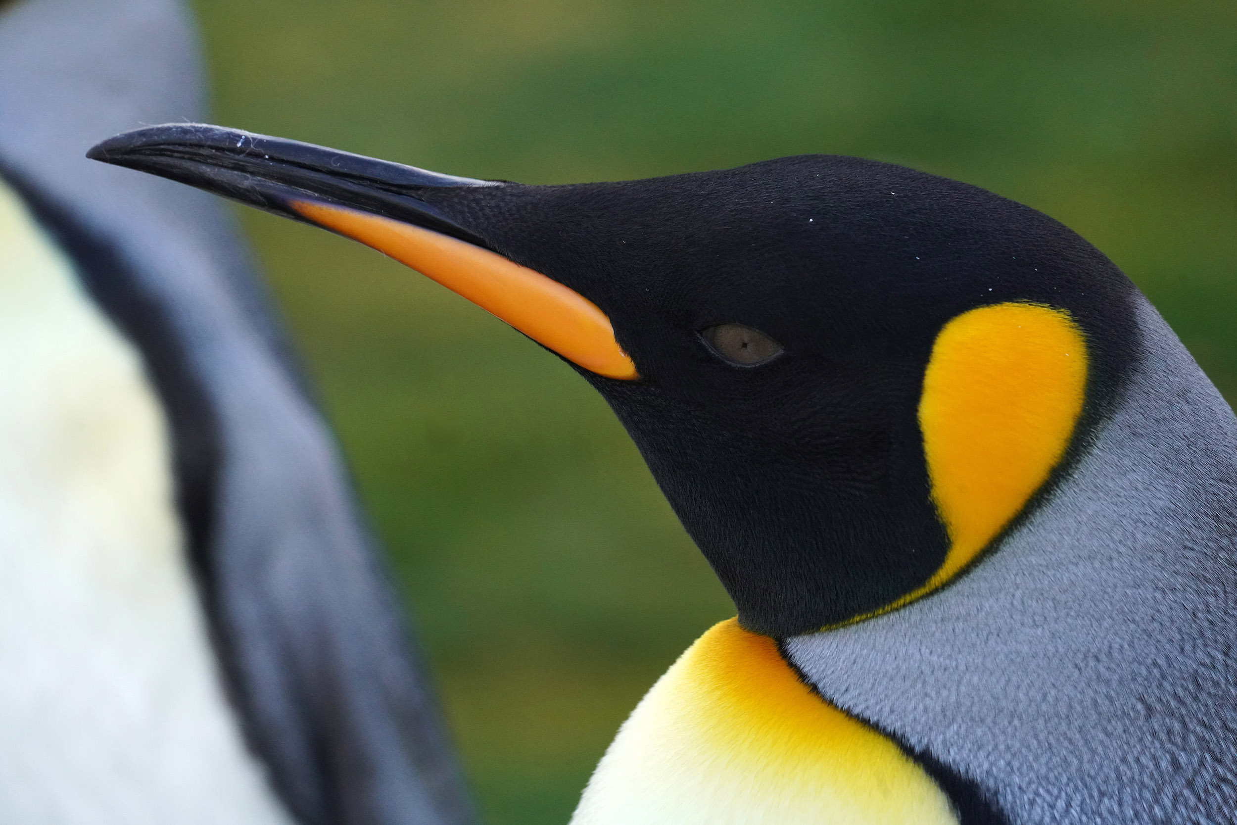 Manchot Royal (Aptenodytes patagonicus)