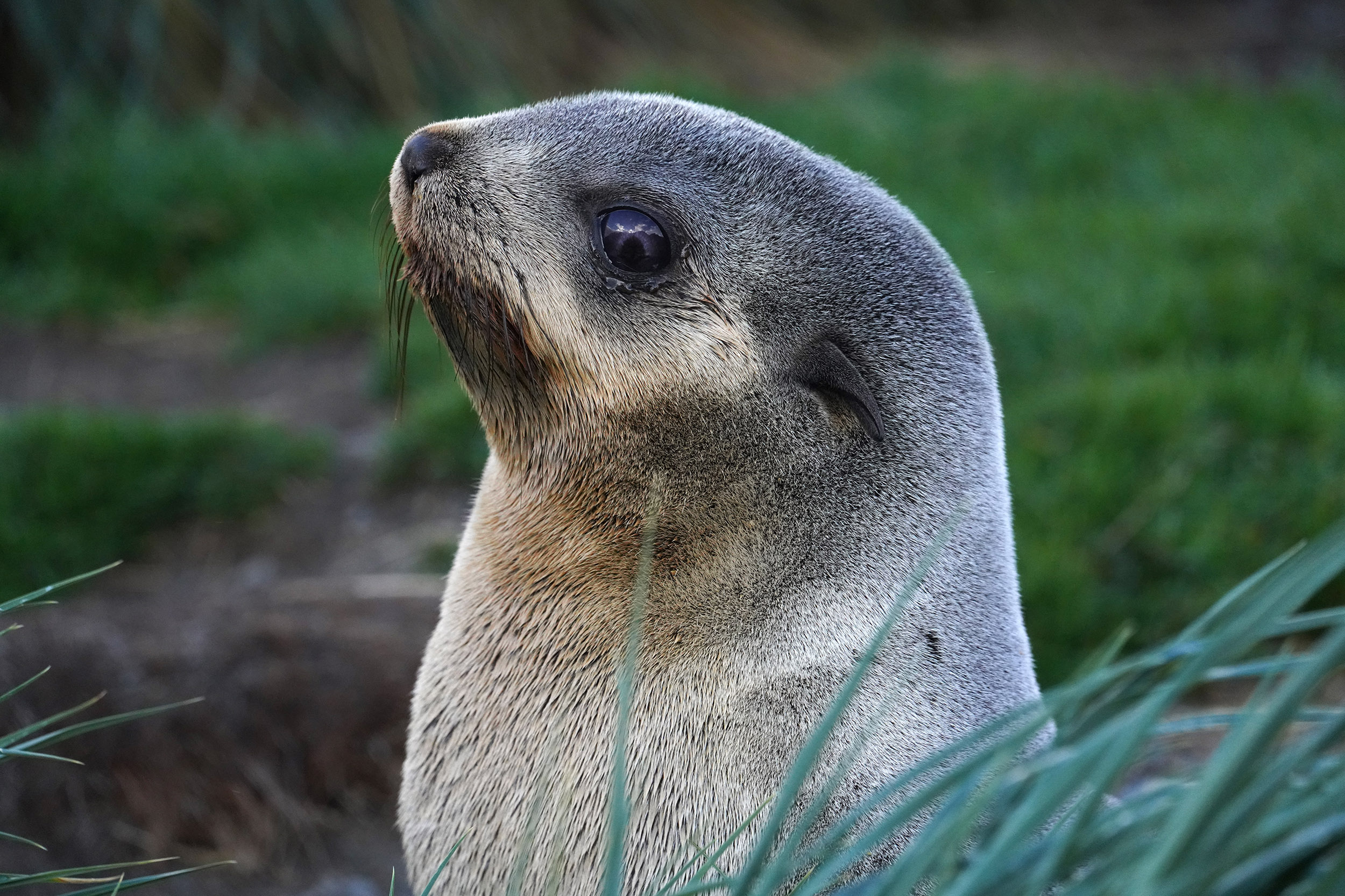 Otarie à fourrure australe (Arctocephalus australis)