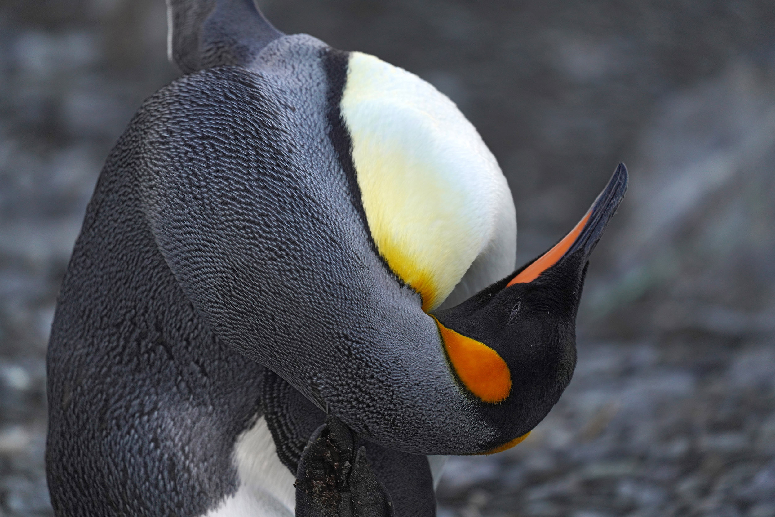 Manchot Royal (Aptenodytes patagonicus)