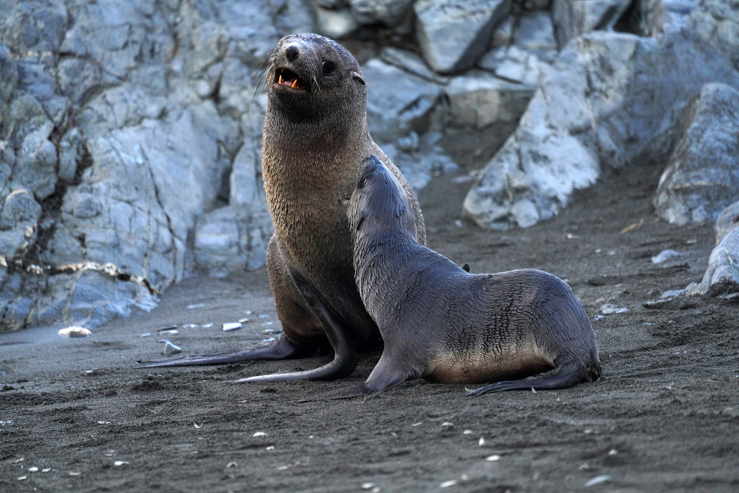 Otarie à fourrure australe (Arctocephalus australis)