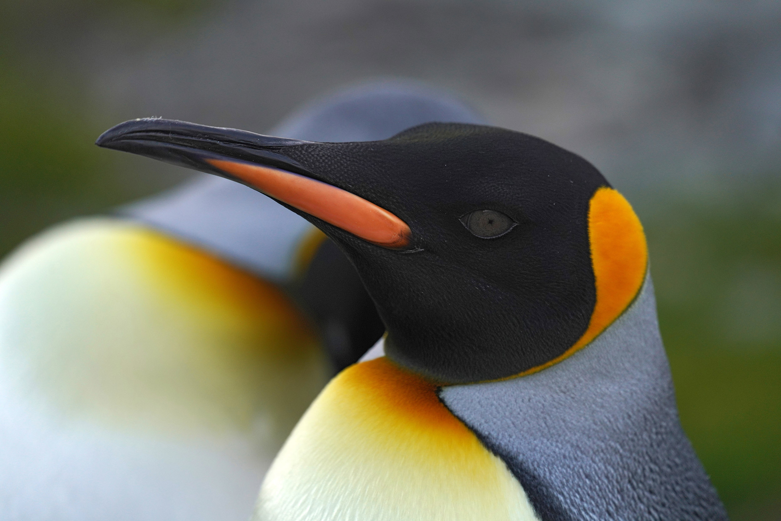 Manchot Royal (Aptenodytes patagonicus)