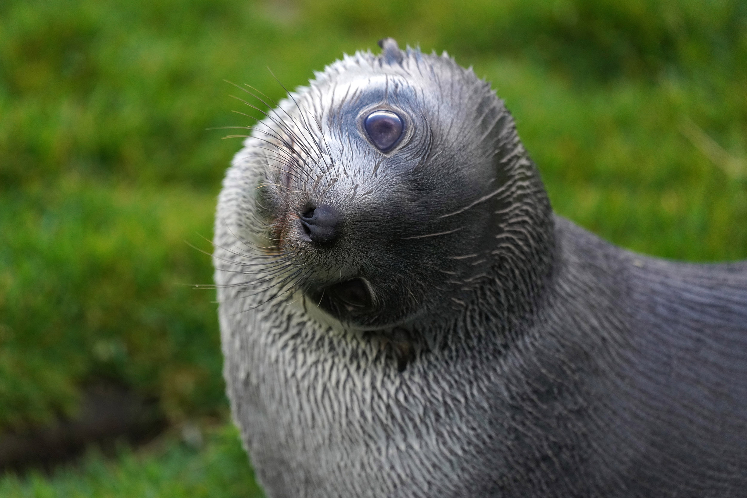 Otarie à fourrure australe (Arctocephalus australis)