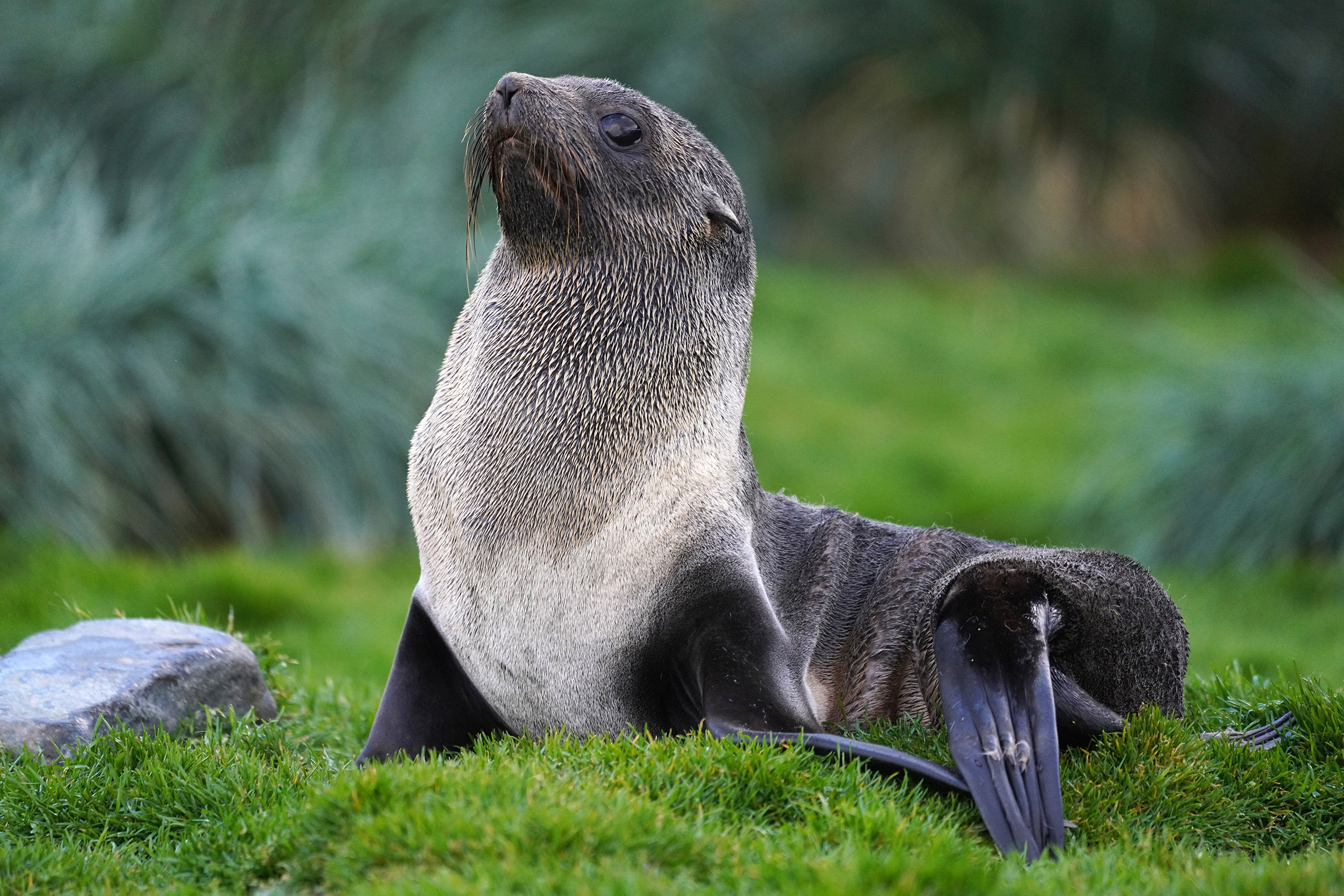 Otarie à fourrure australe (Arctocephalus australis)
