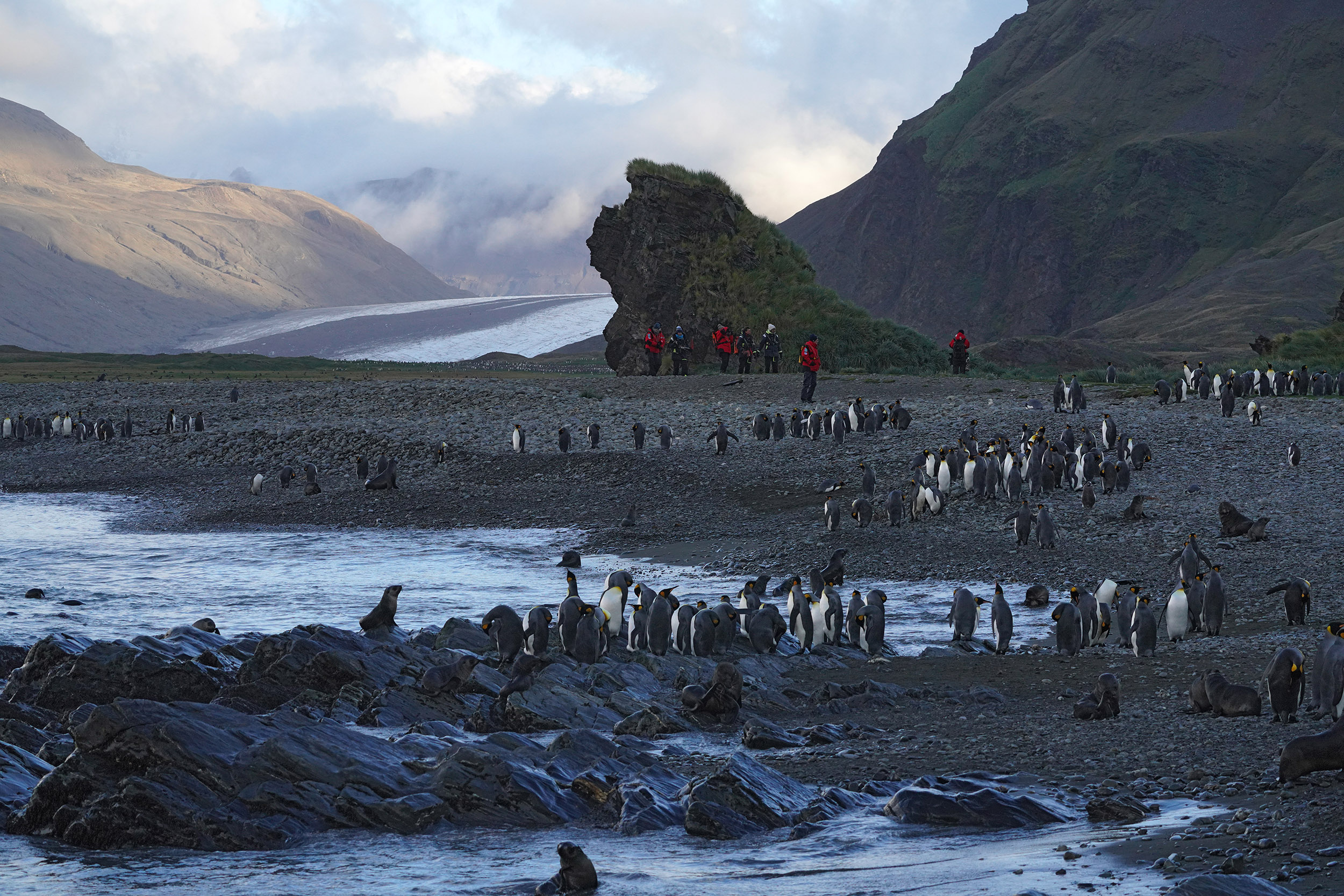 Fortuna Bay - Iles de Géorgie du Sud
