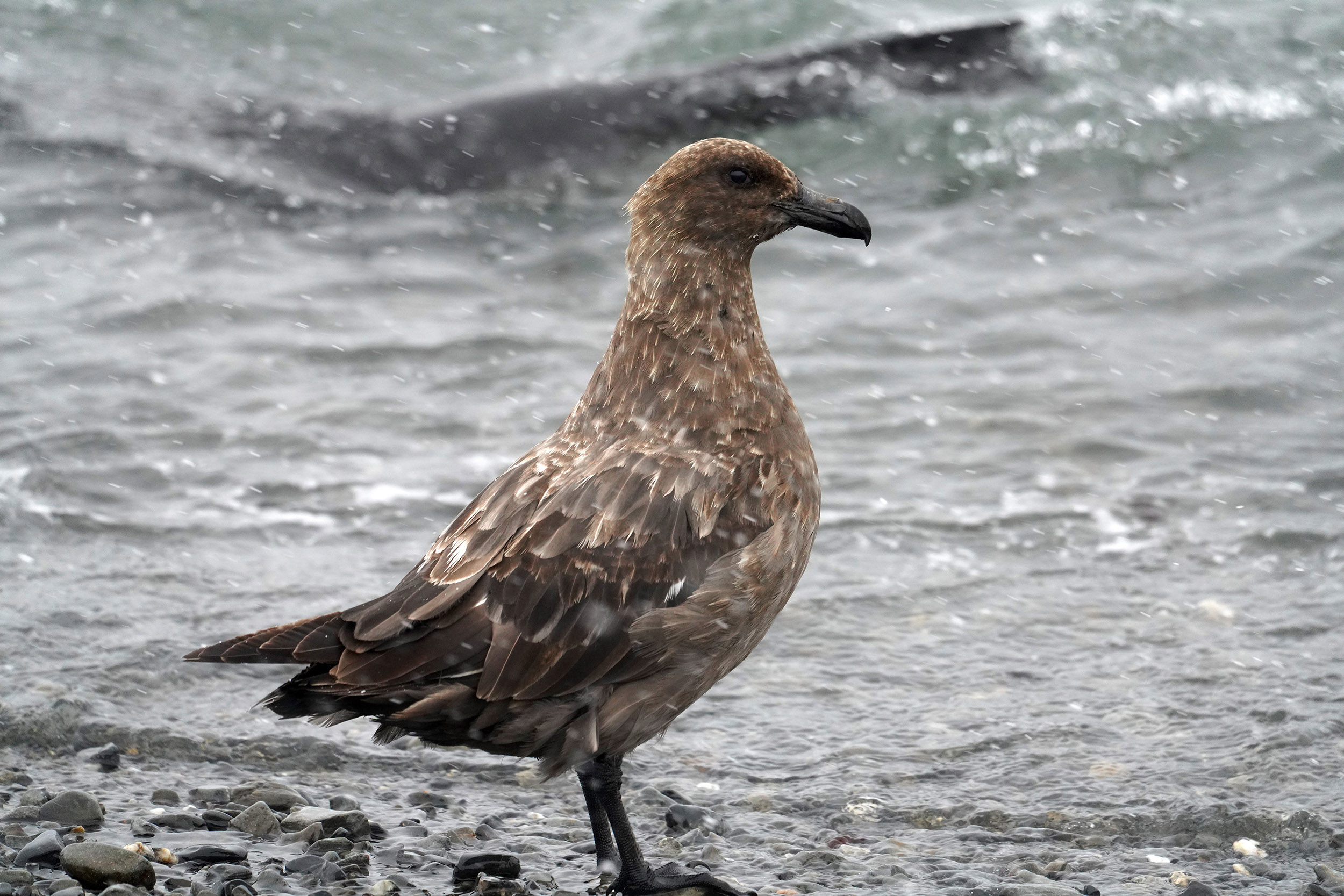 Labbe antarctique (Catharacta antartica)