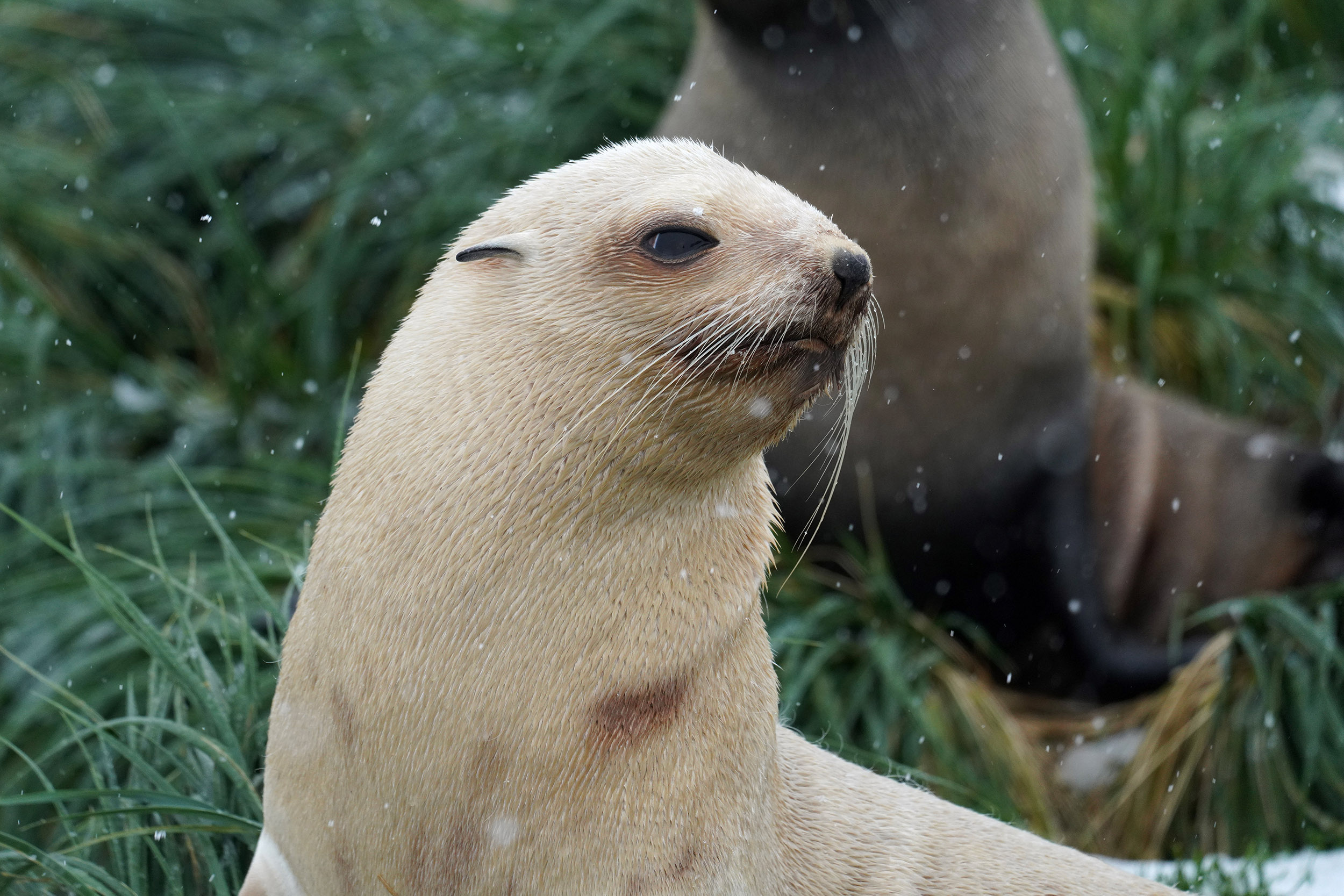 Otarie à fourrure Isabelle (Arctocehalus gazella)