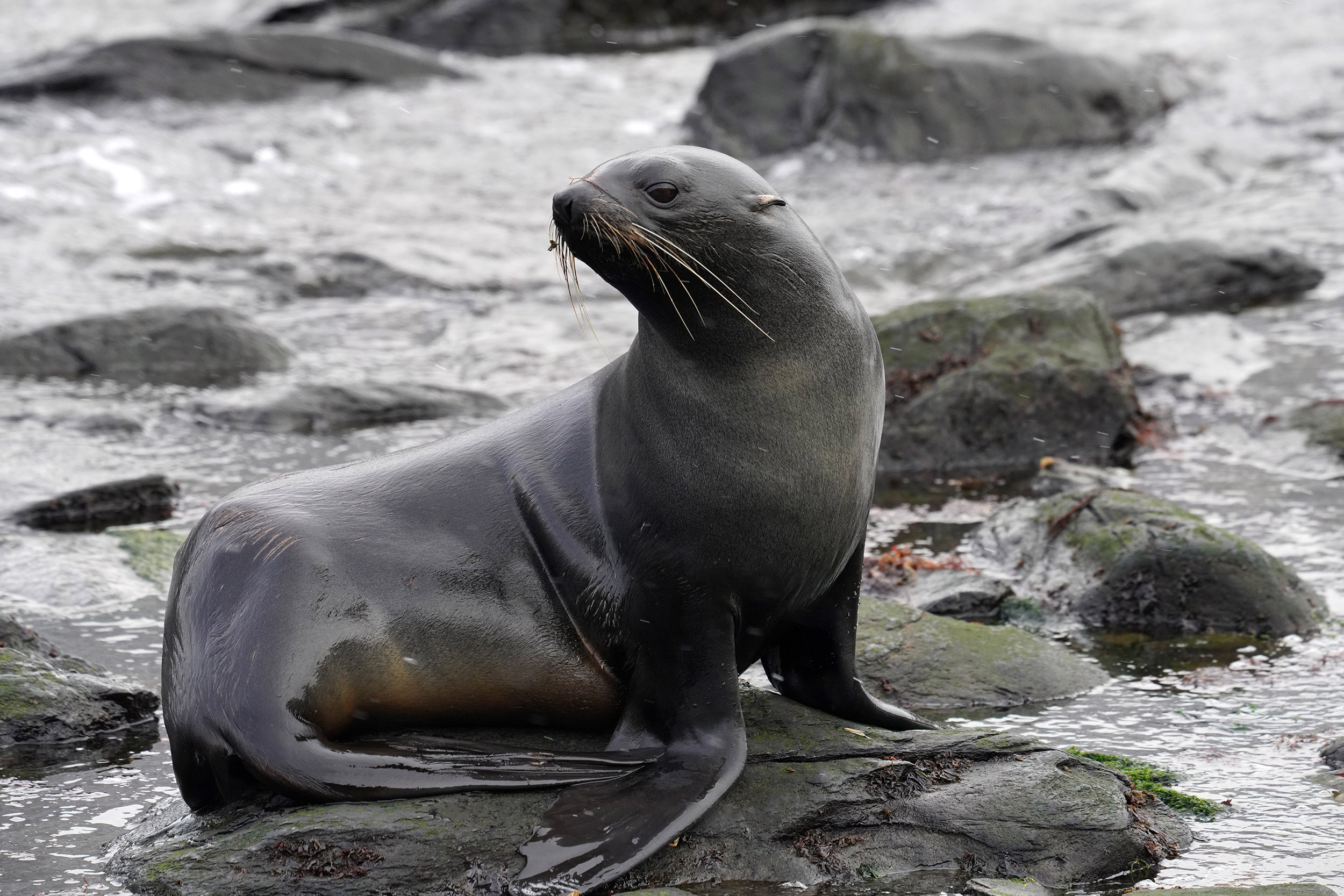 Otarie à fourrure australe (Arctocephalus australis)